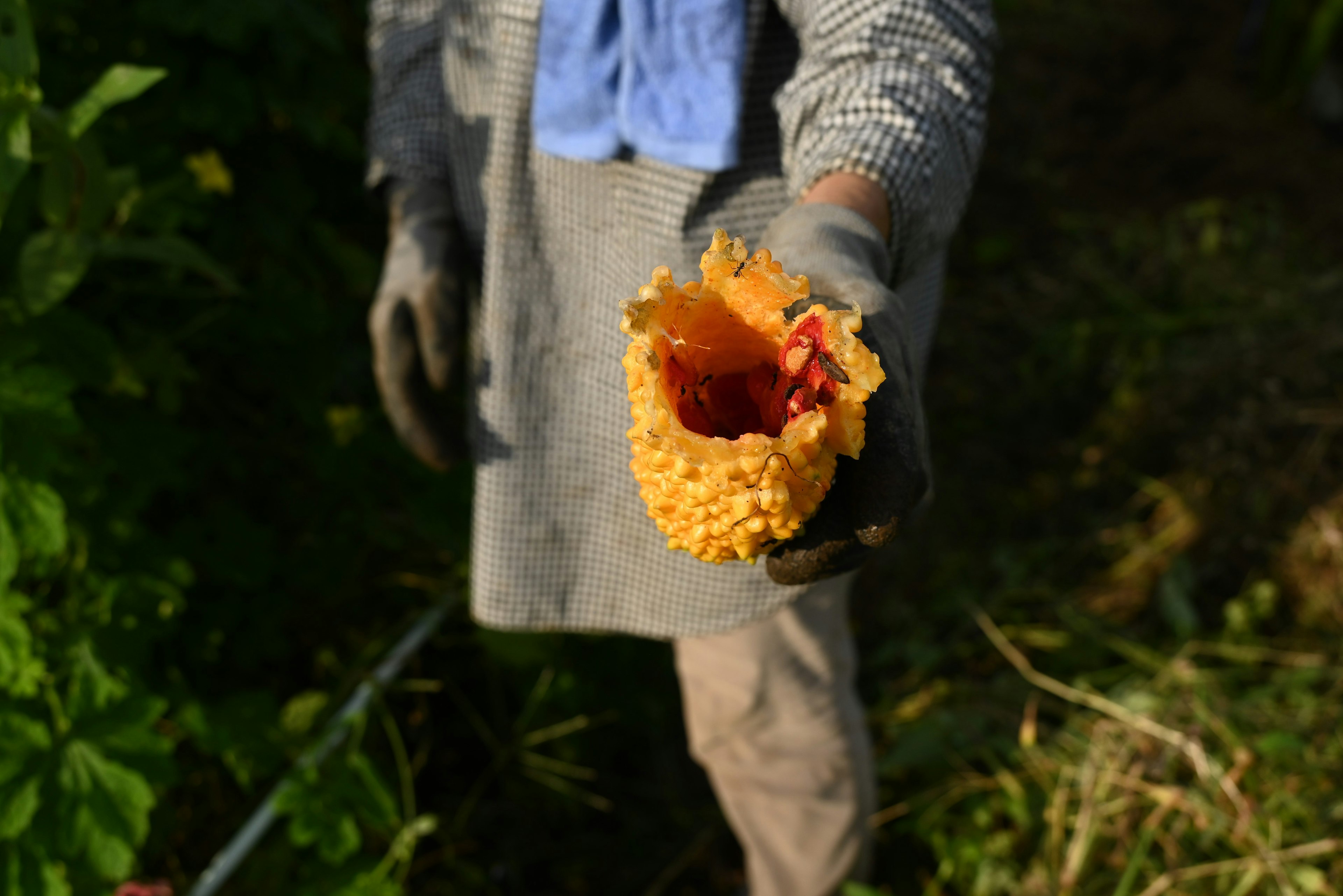 Farmer holding a yellow fruit with a red interior