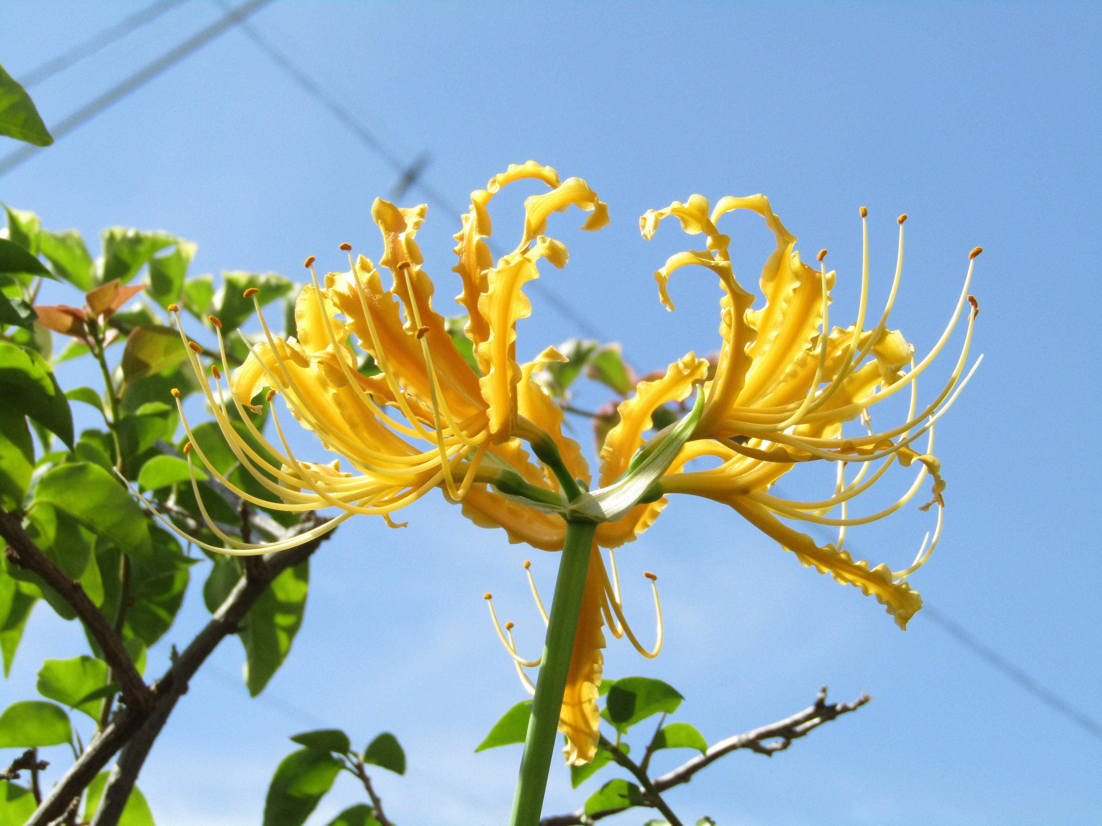 Gelbe Blume blüht unter blauem Himmel