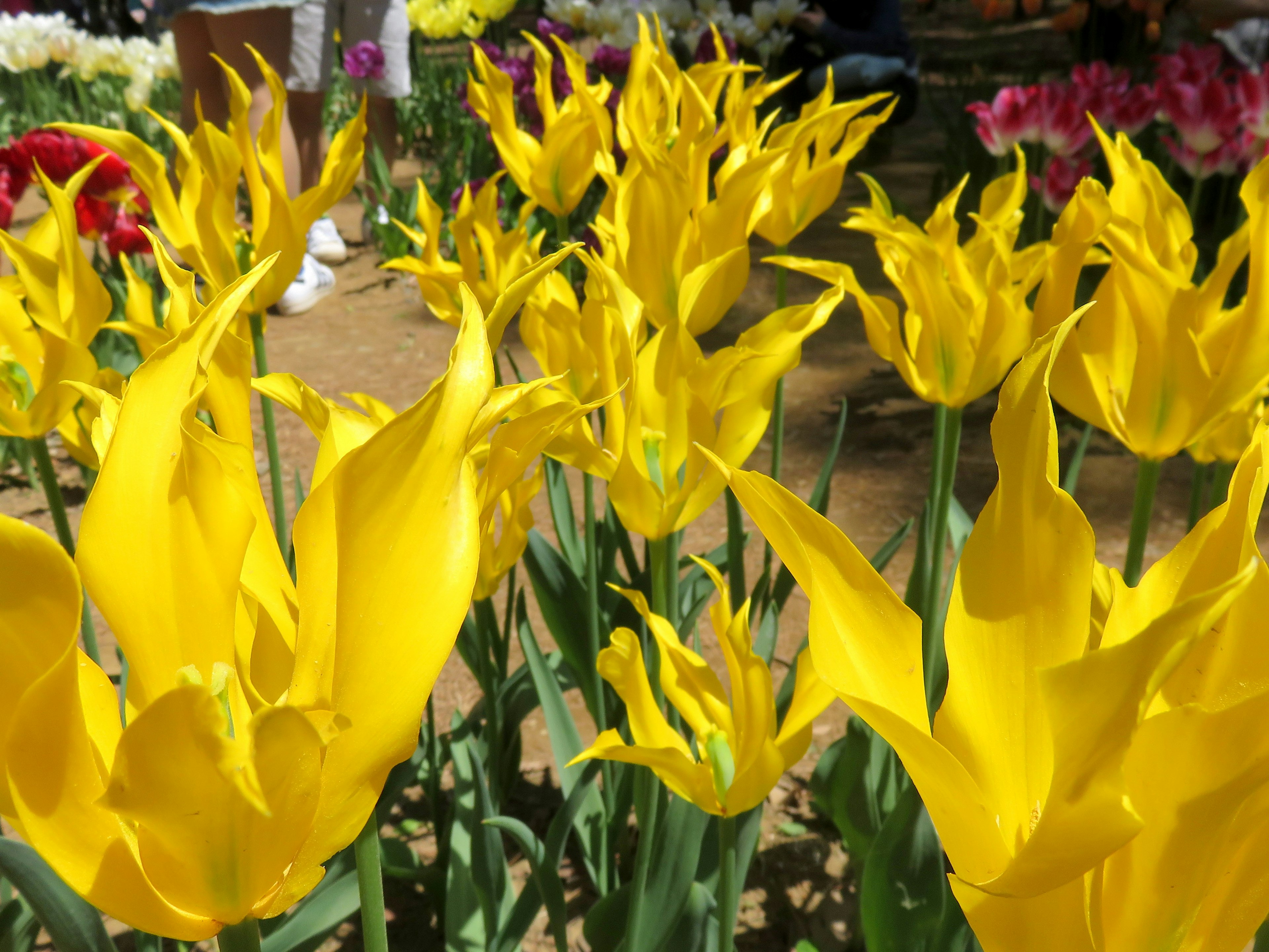 Vibrant yellow tulips blooming in a flower garden