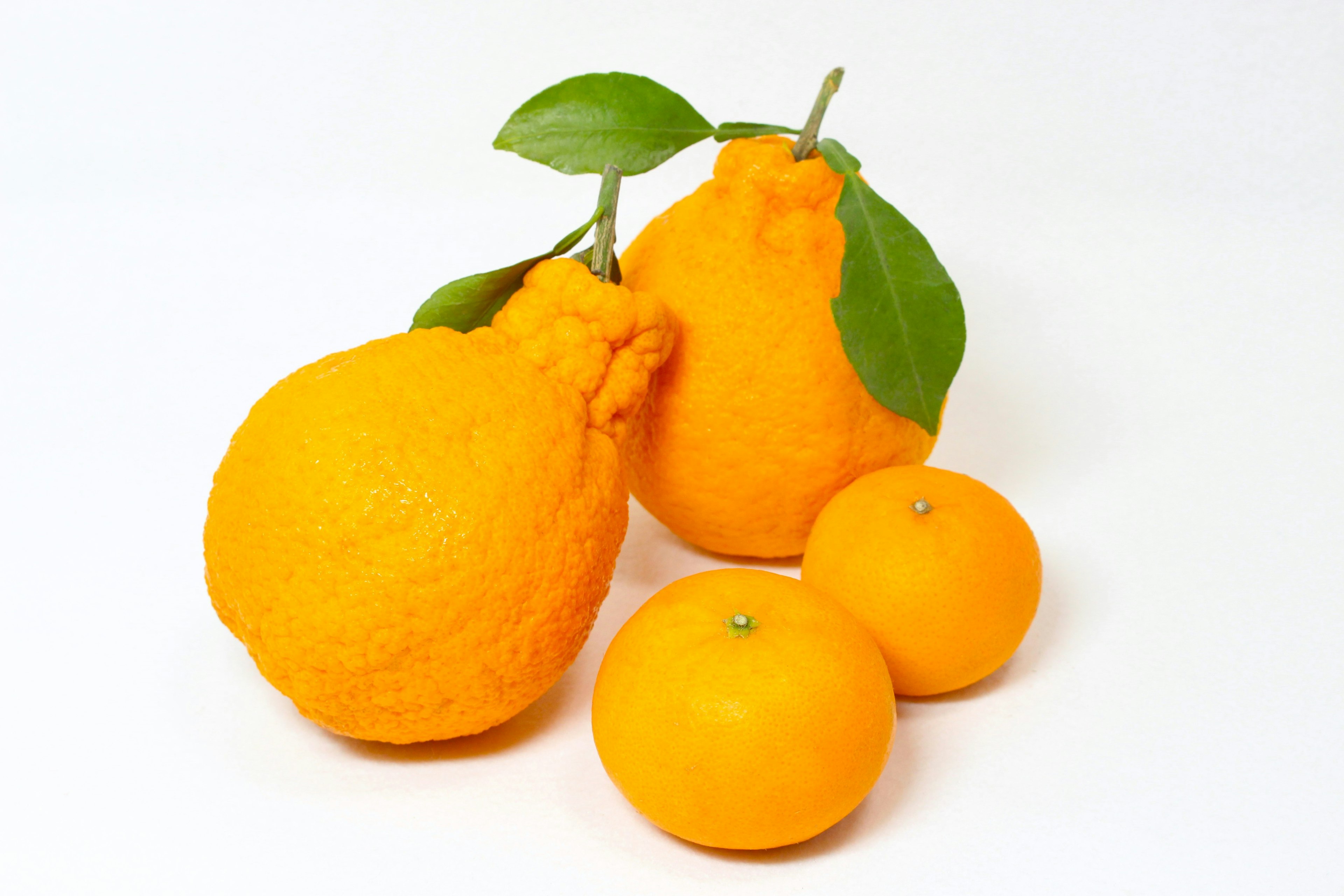 Two large orange fruits and two small oranges on a white background