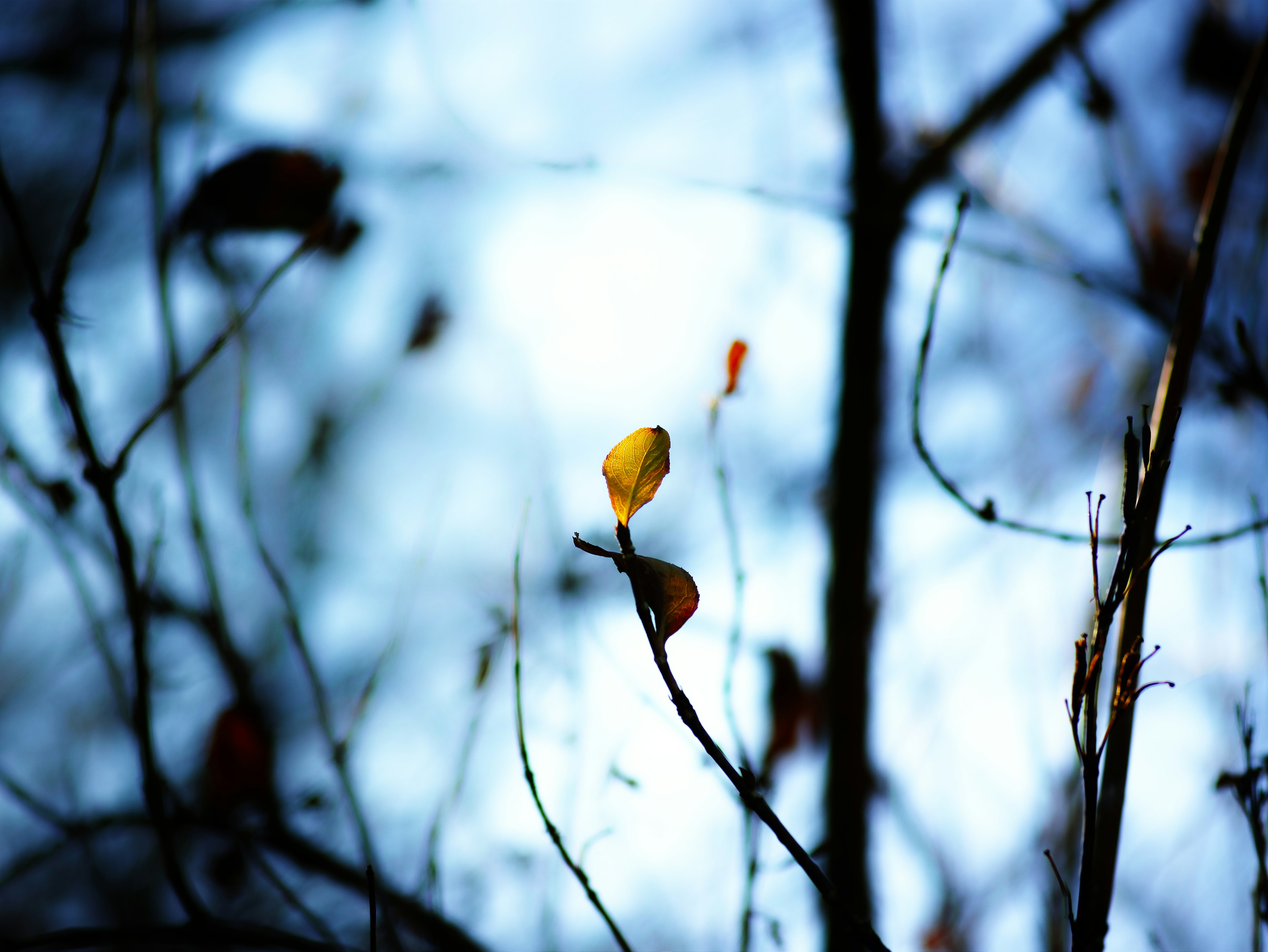 Une branche avec une feuille jaune proéminente sur fond bleu