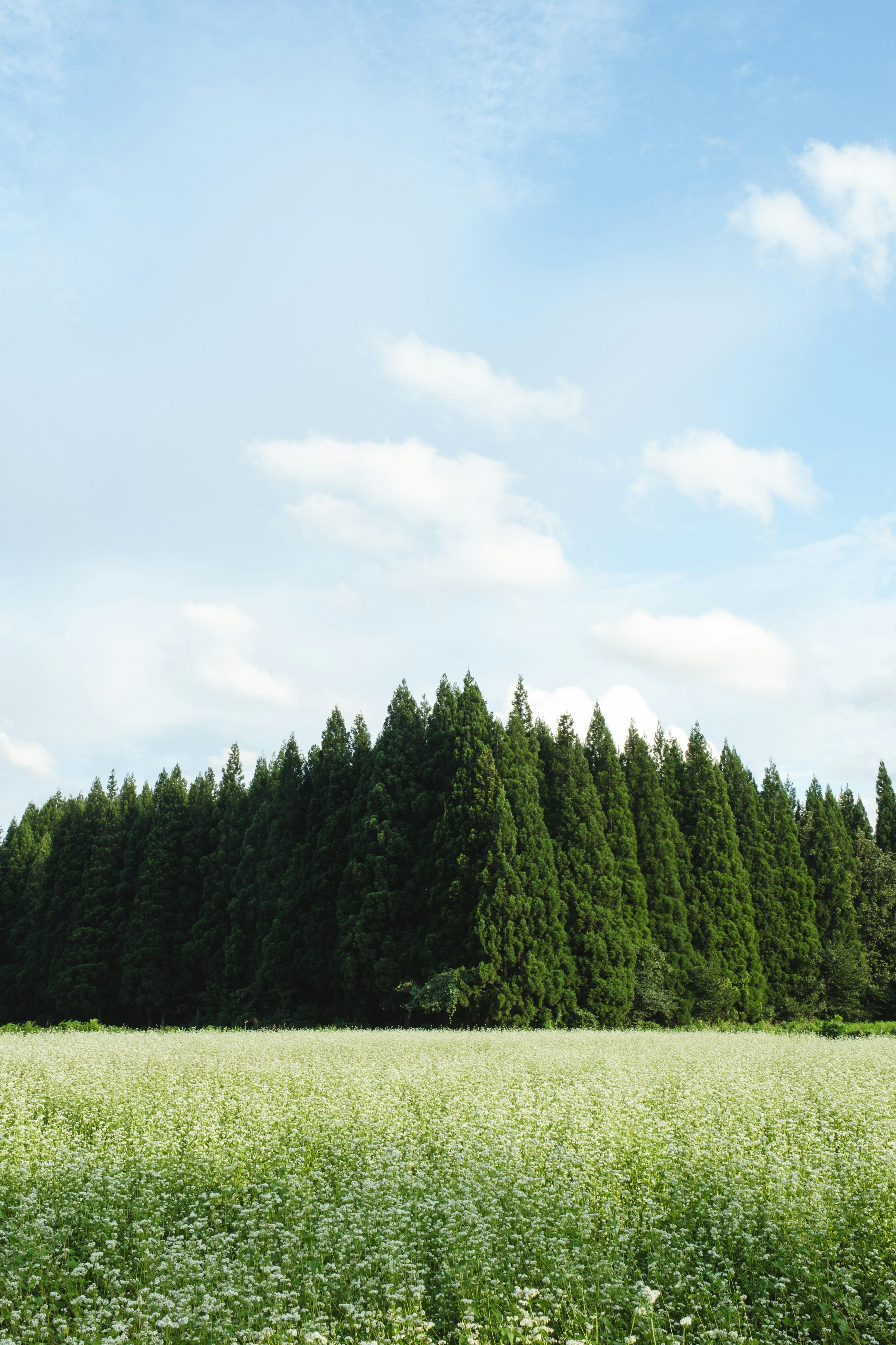 青空の下に広がる緑の草原と高い木々の森林