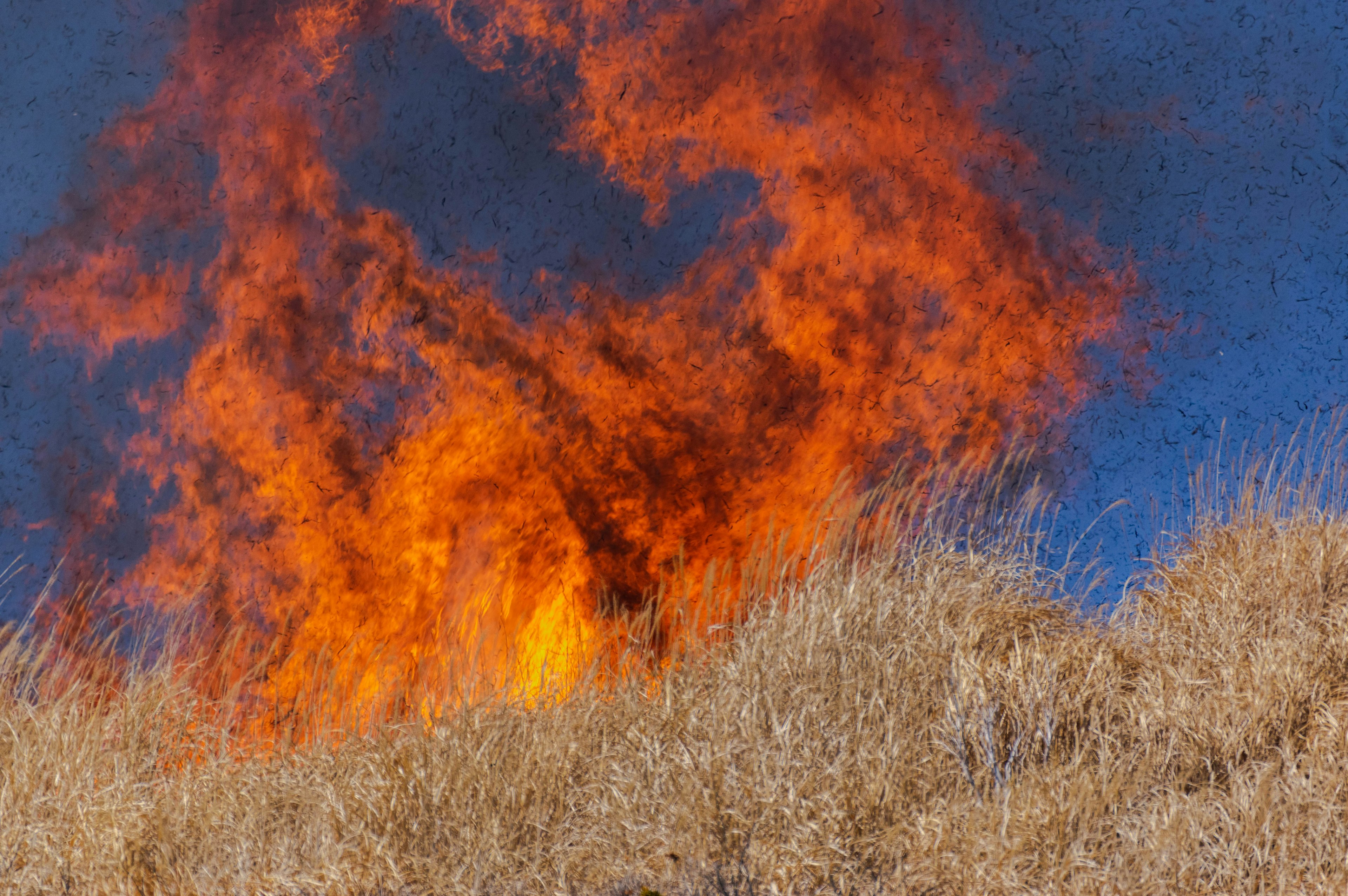 Nahaufnahme von Flammen, die in einer trockenen Graslandschaft aufsteigen