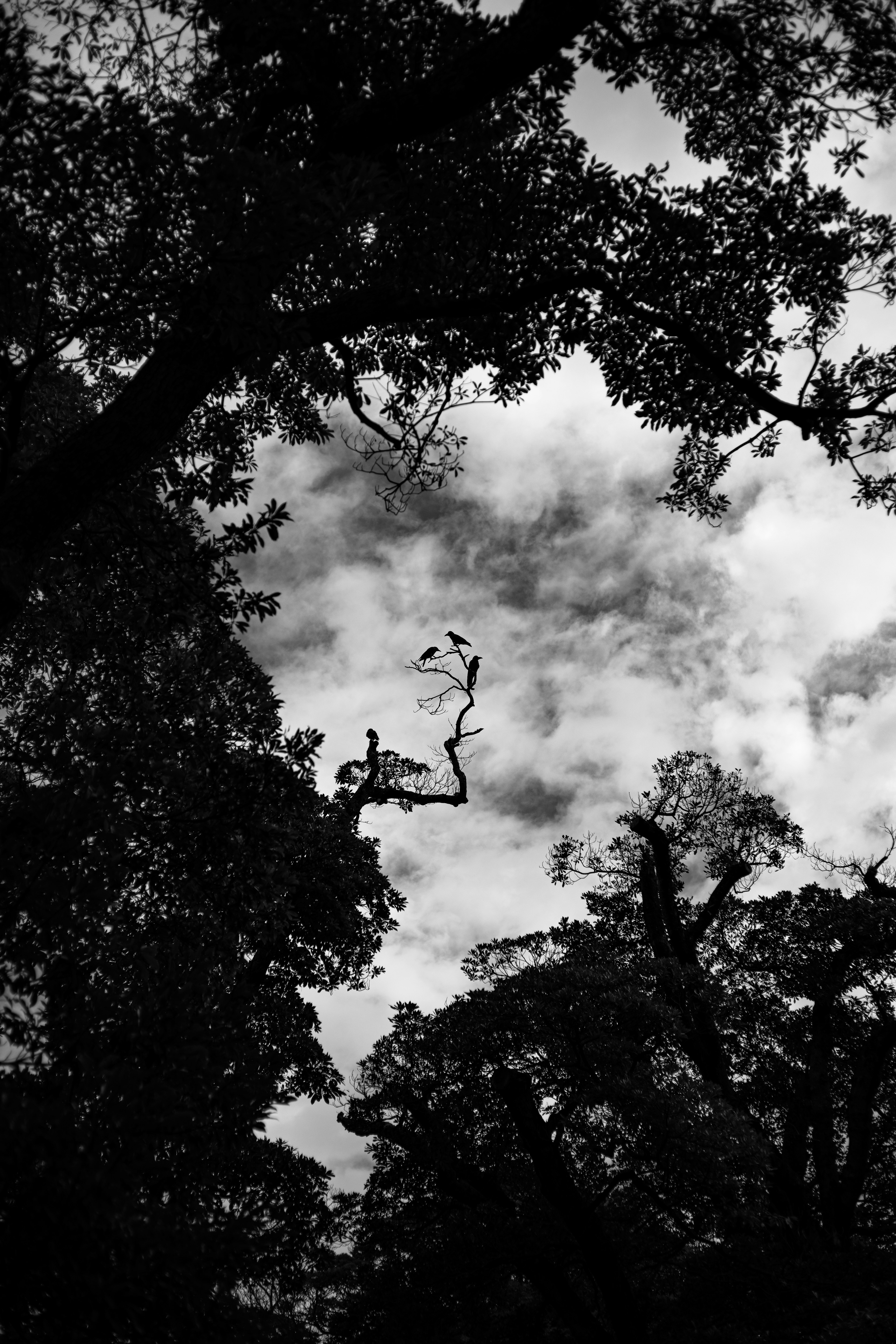 Image en noir et blanc regardant le ciel à travers des arbres silhouettés contre les nuages