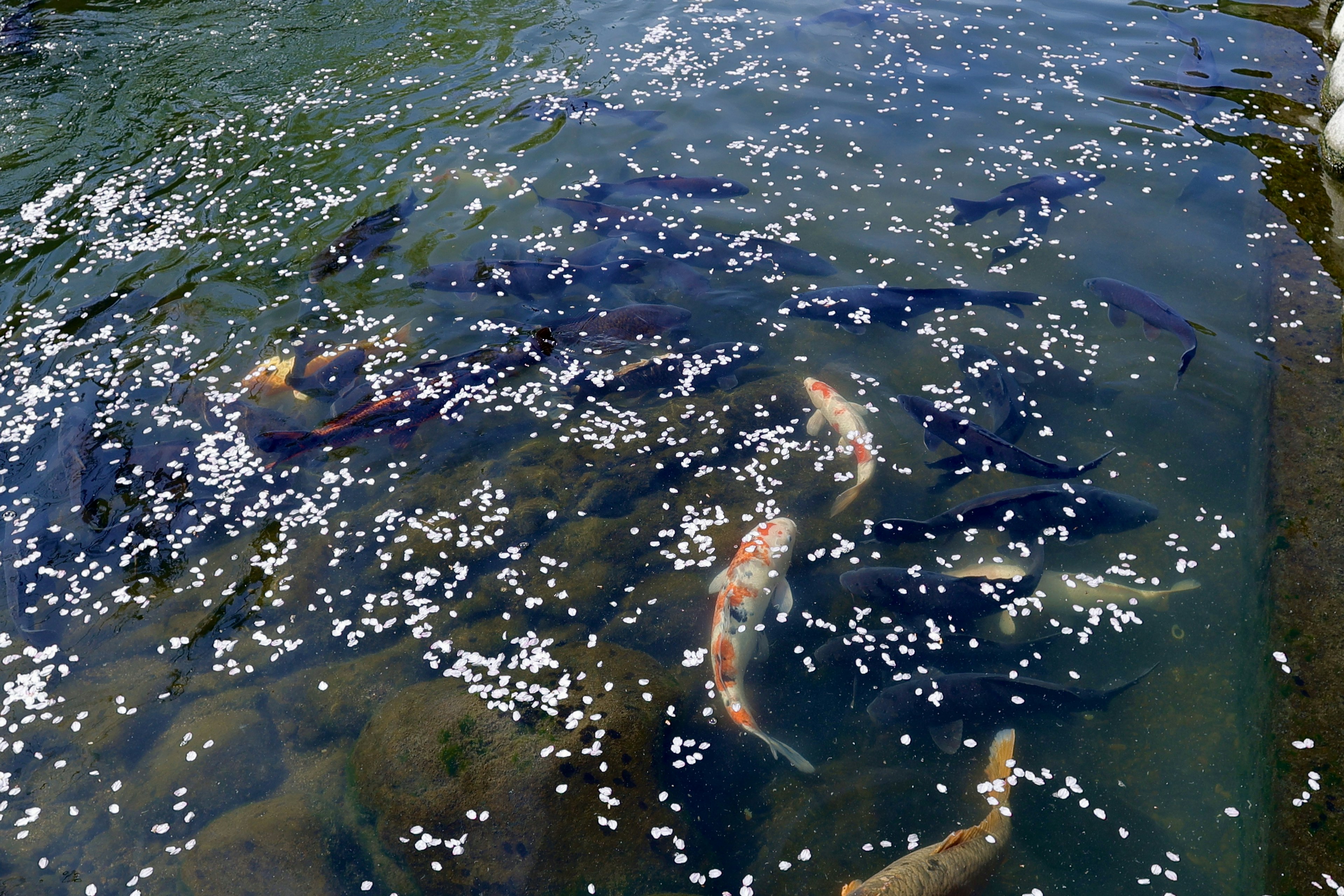 Eine ruhige Teichszene mit Fischen, die zwischen schwimmenden Blütenblättern schwimmen