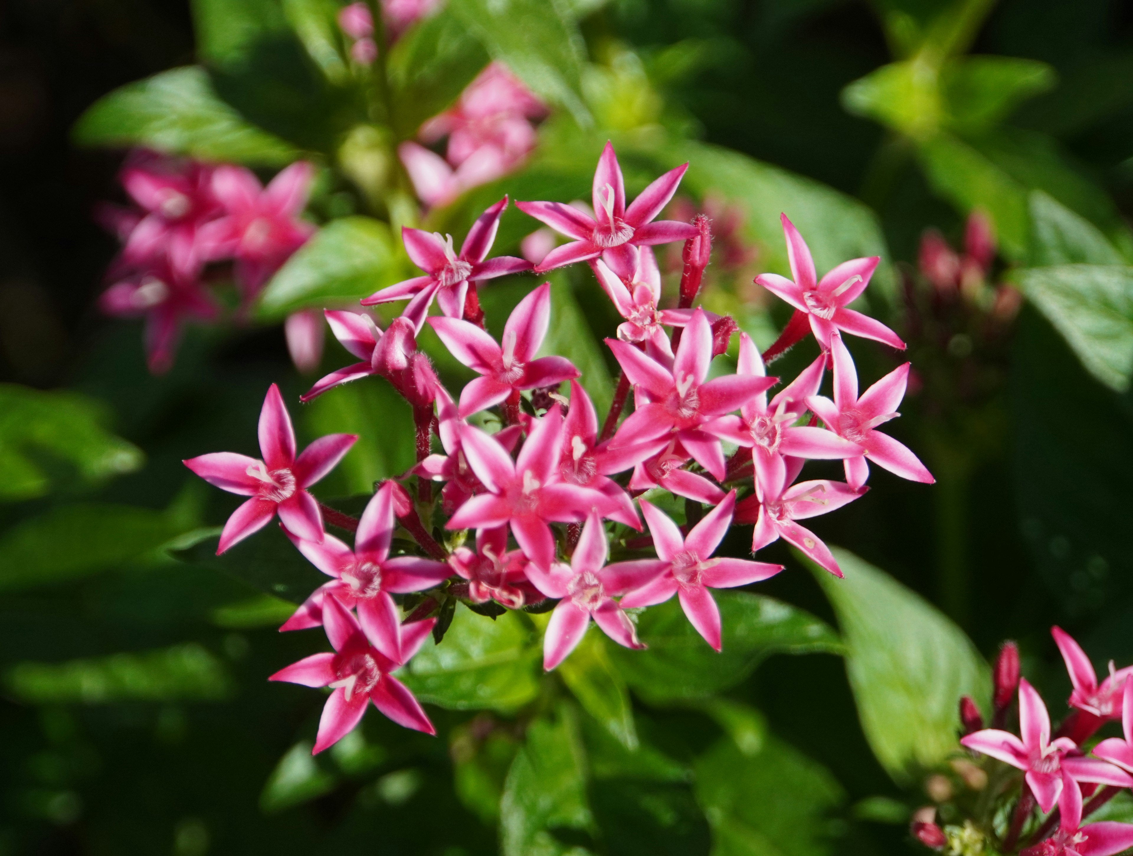 Cluster of vibrant pink star-shaped flowers surrounded by green leaves