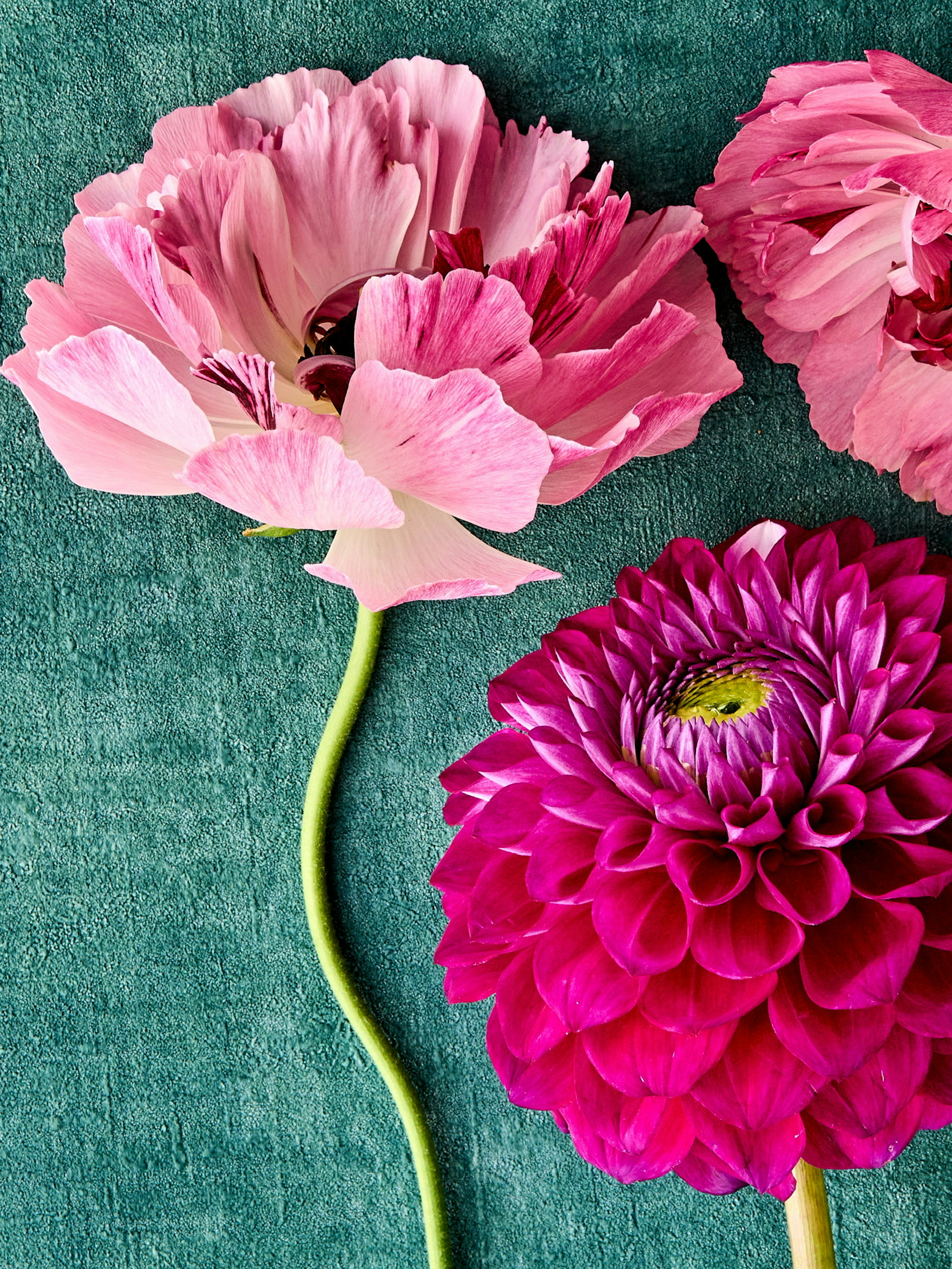 ピンクの花と紫の花が青緑の布の上に並んでいる