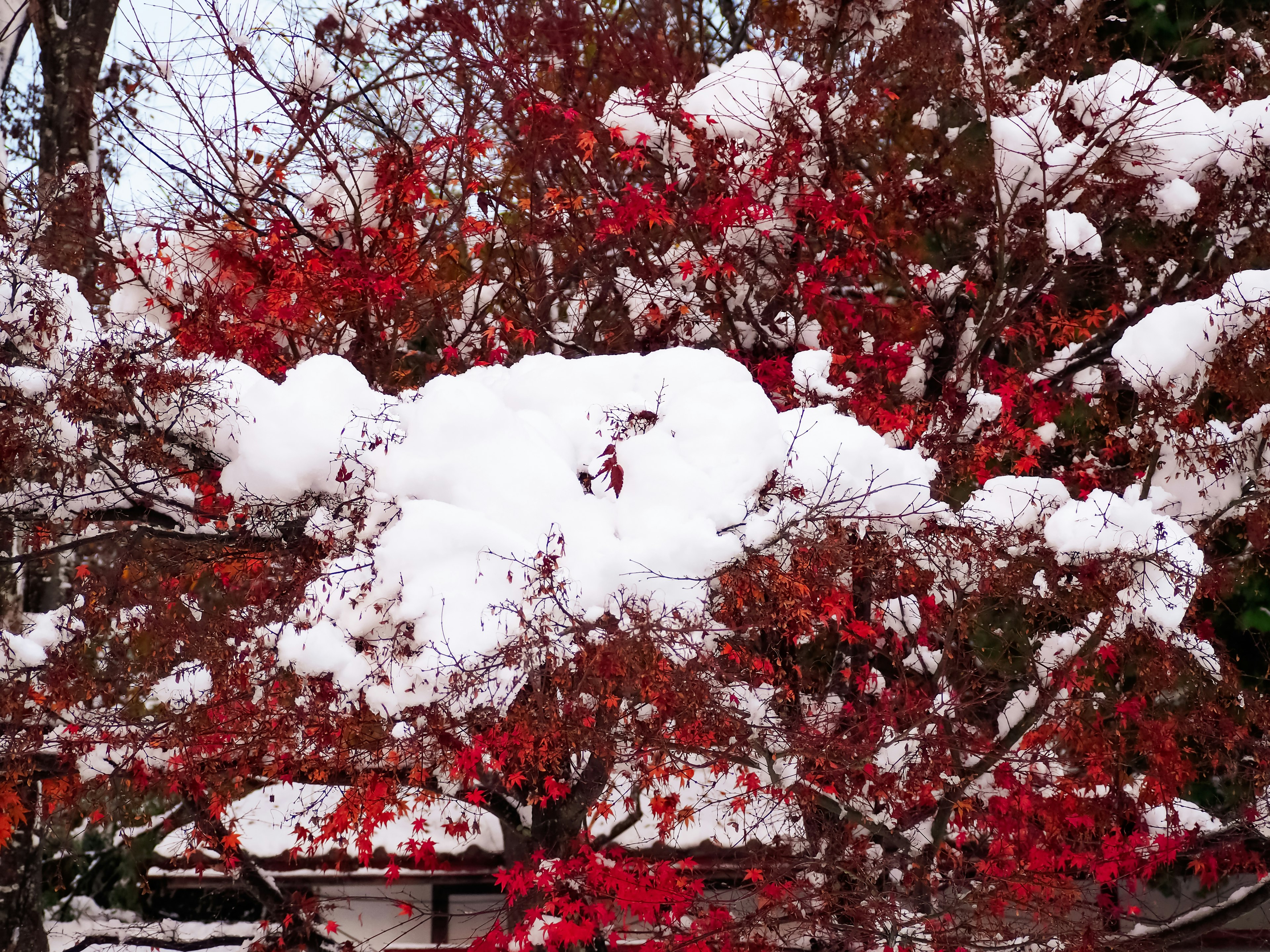 Albero con foglie rosse coperto di neve