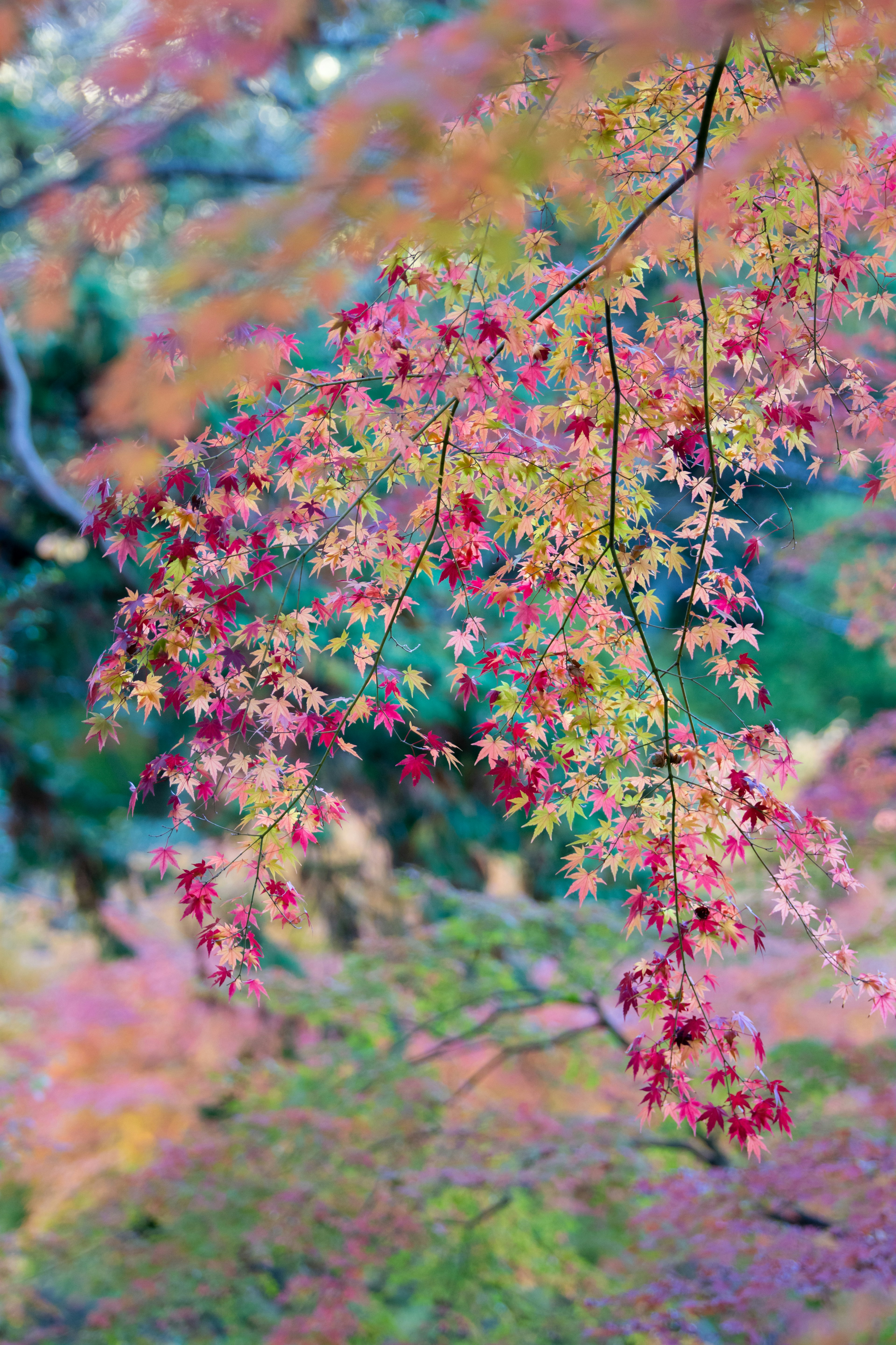 Bunte Herbstblätter an einem Ast