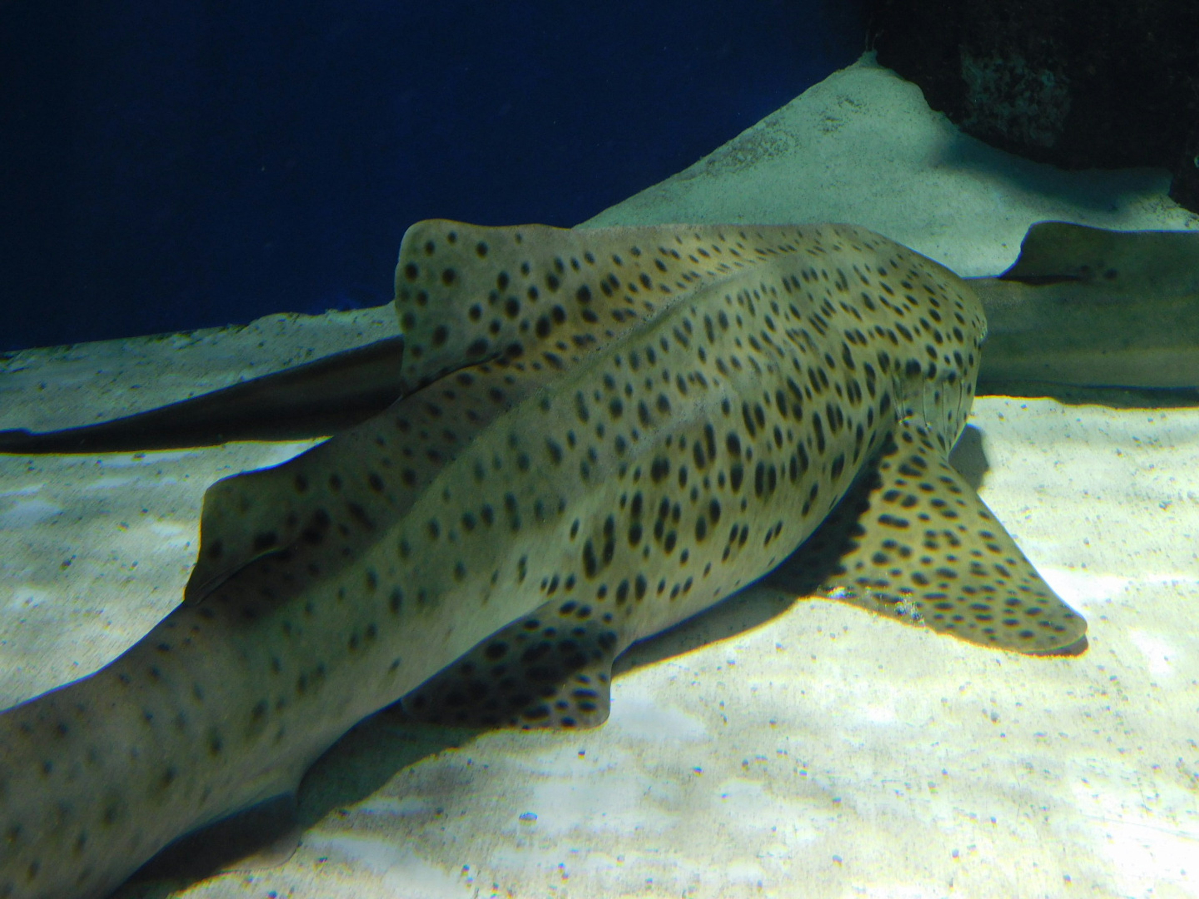 Un requin avec des taches de léopard reposant sur le sol de l'aquarium