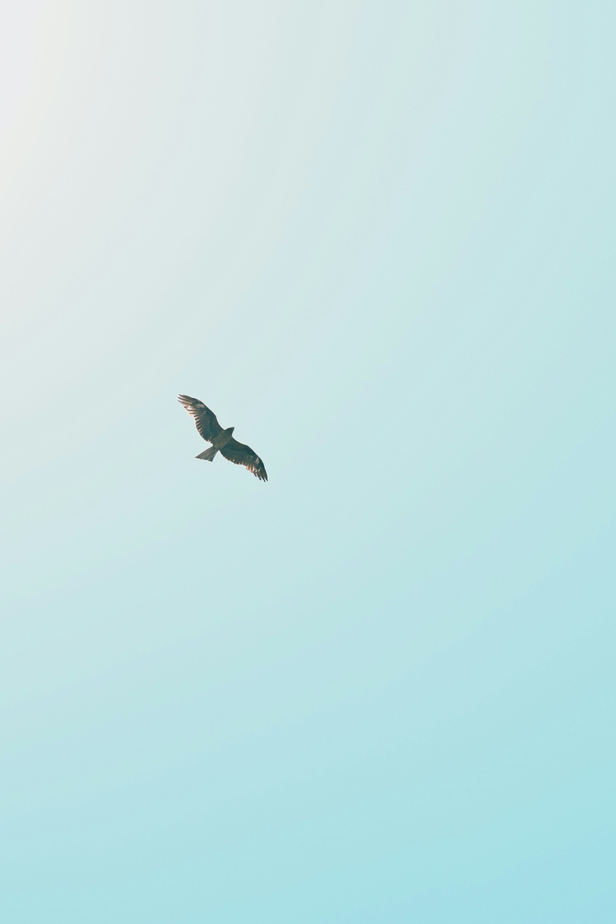 Silhouette eines Vogels, der vor einem blauen Himmel fliegt