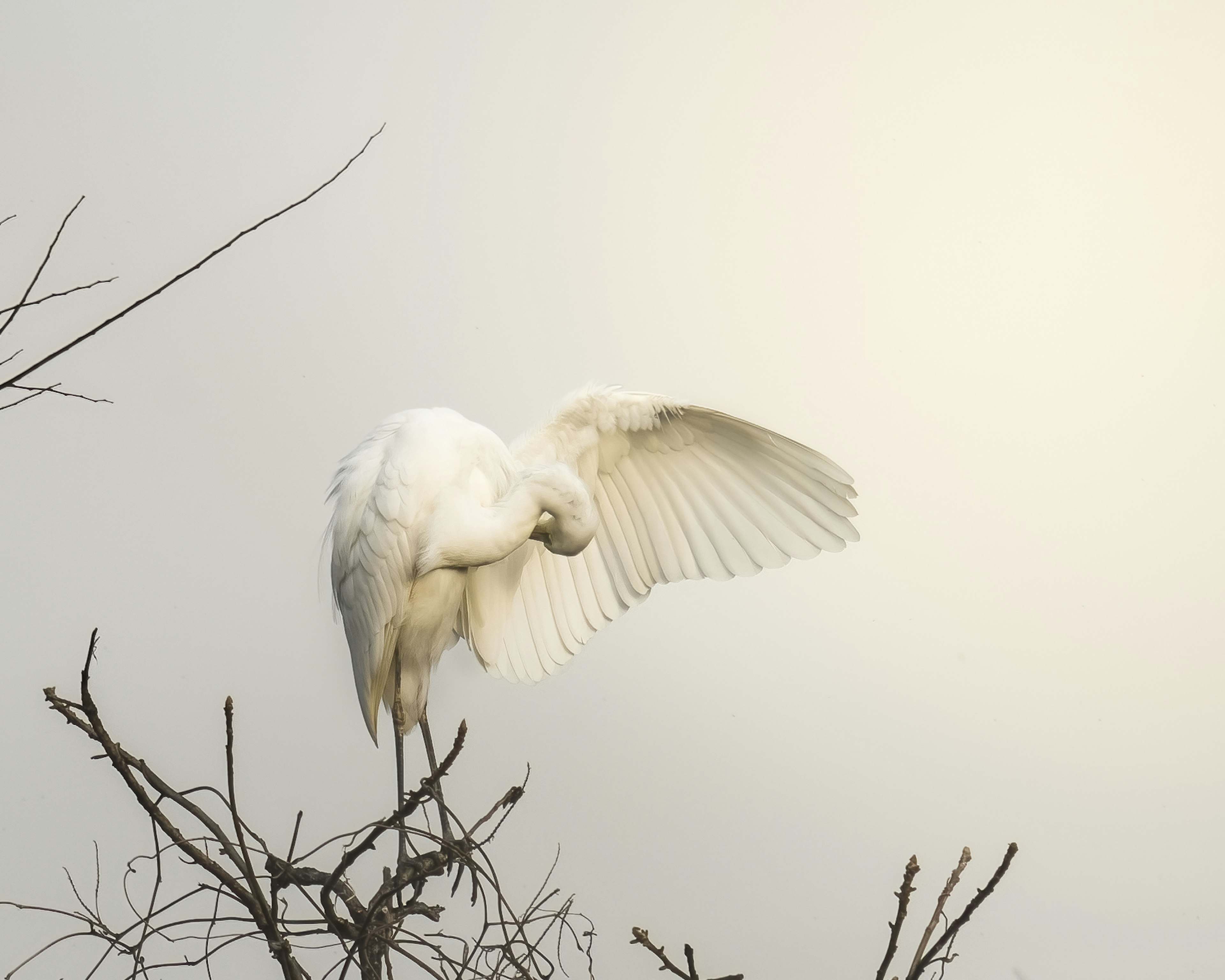 白い鳥が木に止まっている羽を広げた姿