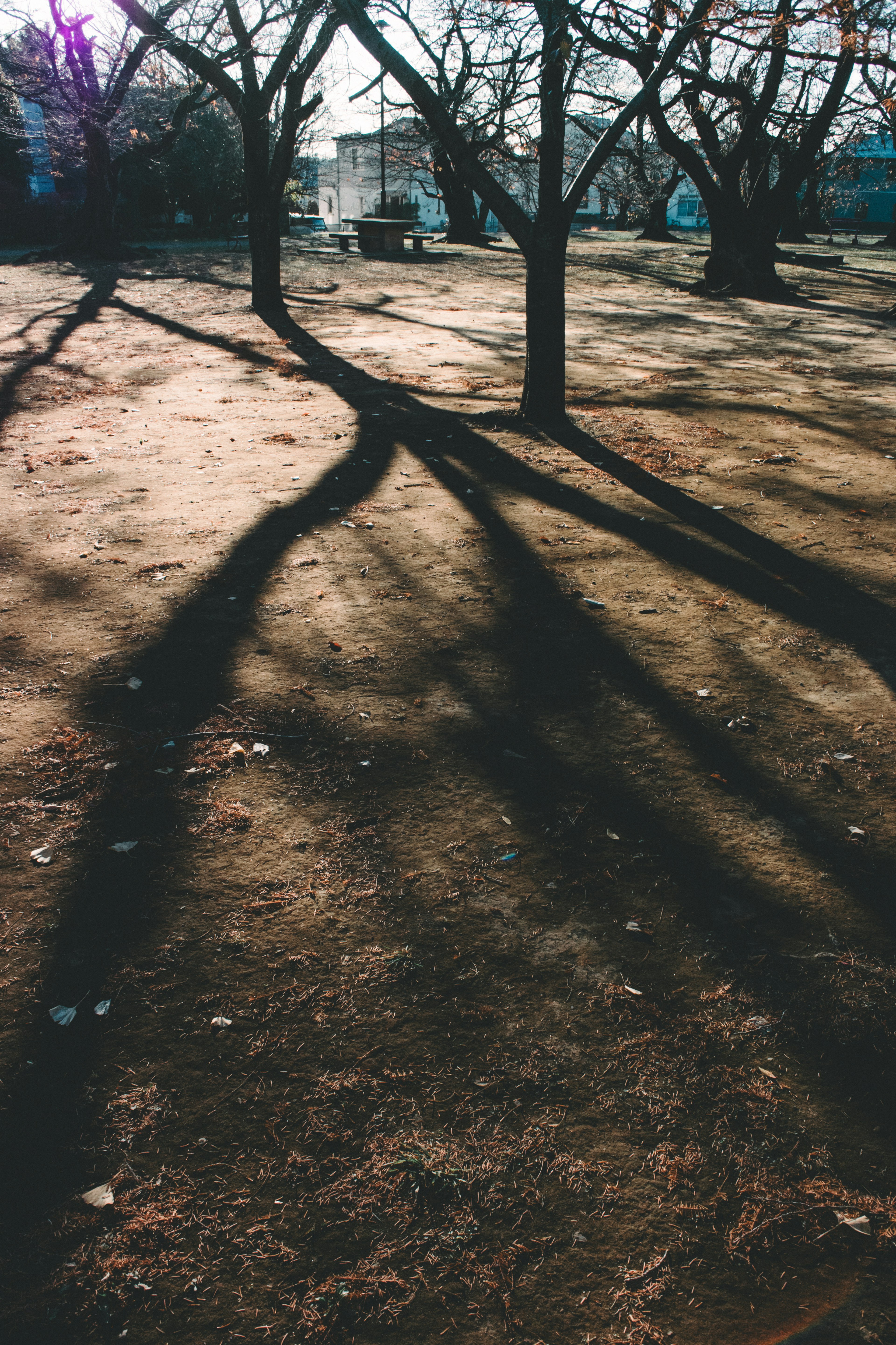 Shadows of trees stretching across the ground in a park