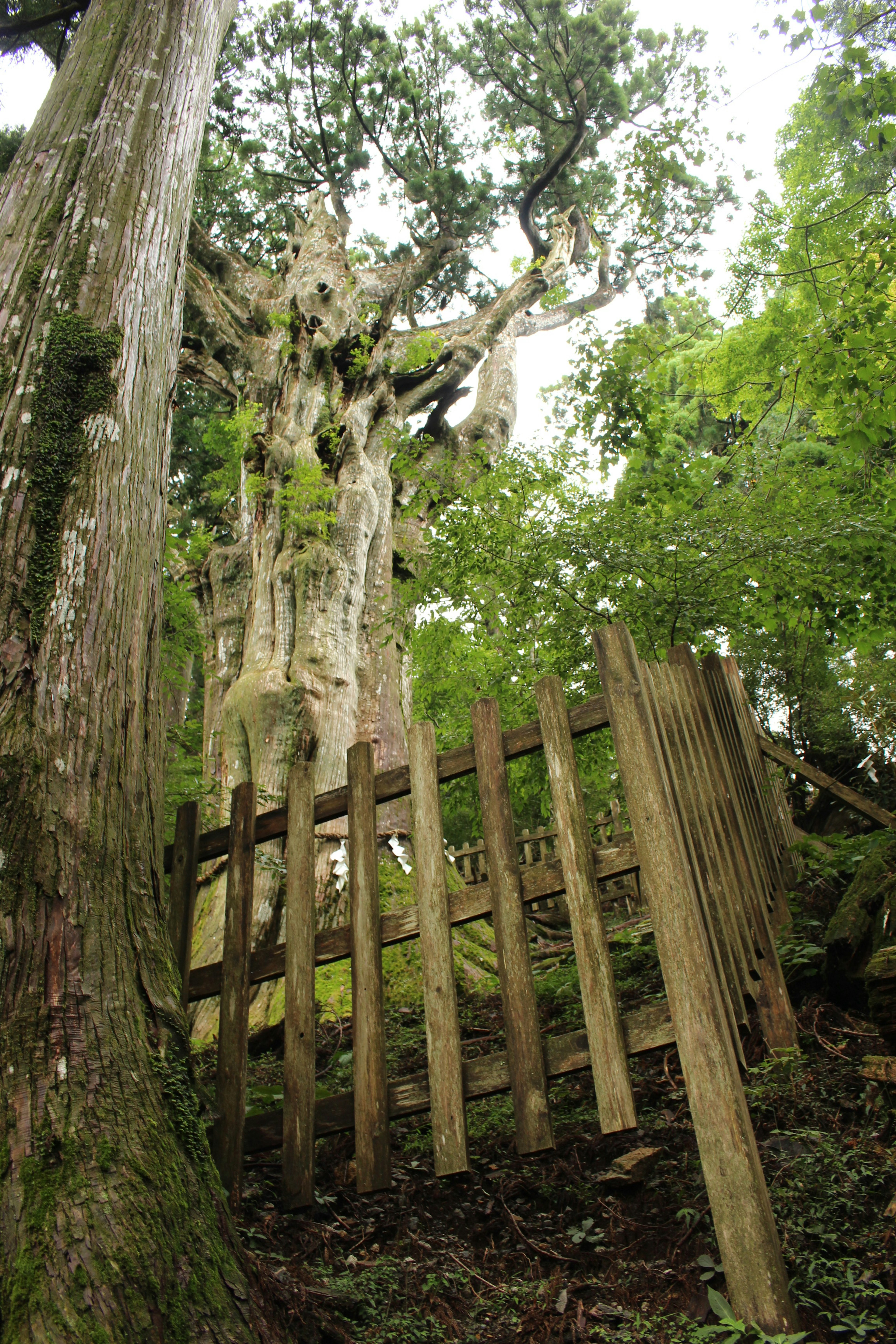 Ancien arbre avec une clôture en bois entouré de verdure luxuriante