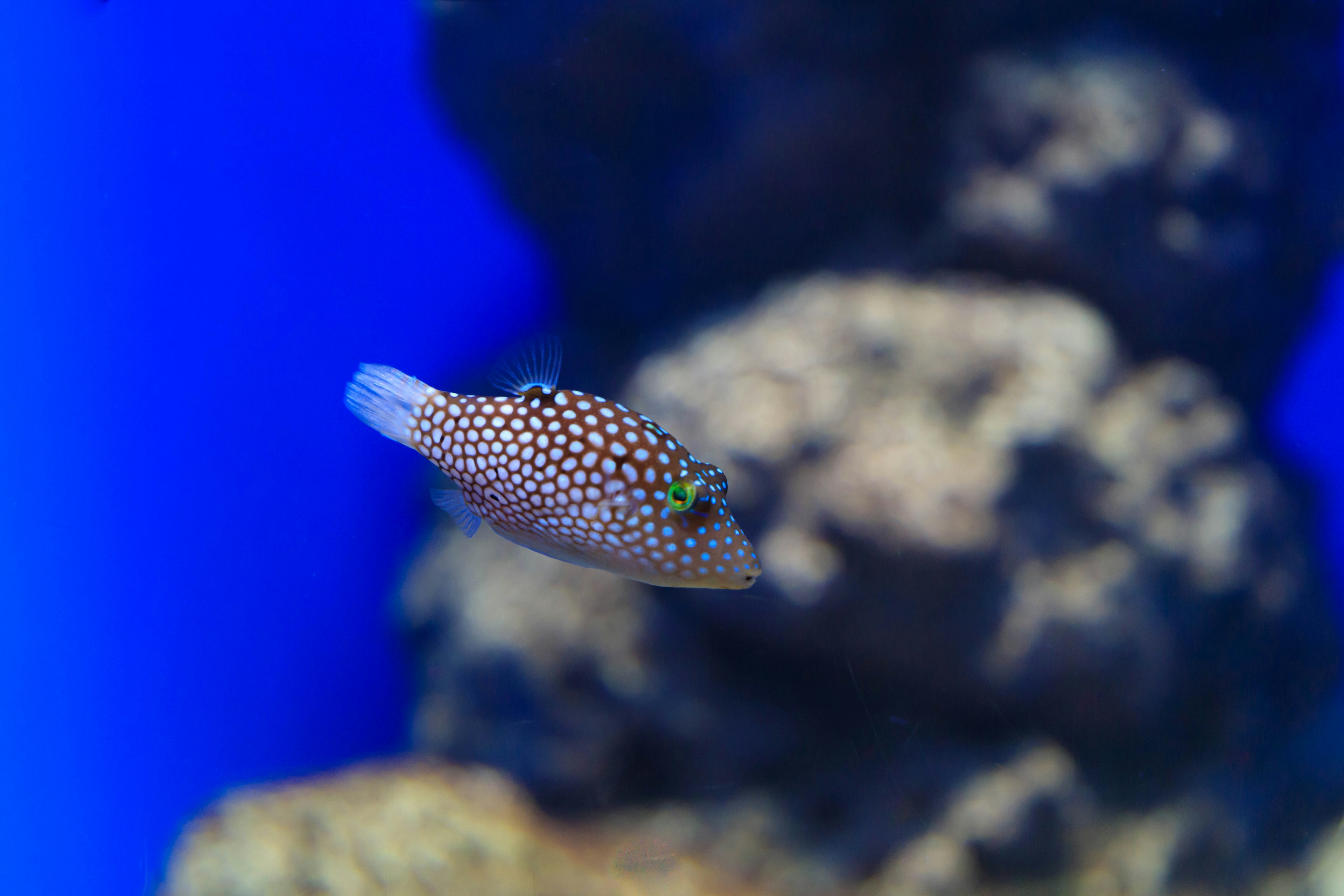 在蓝色水族箱中游动的彩色鱼和岩石