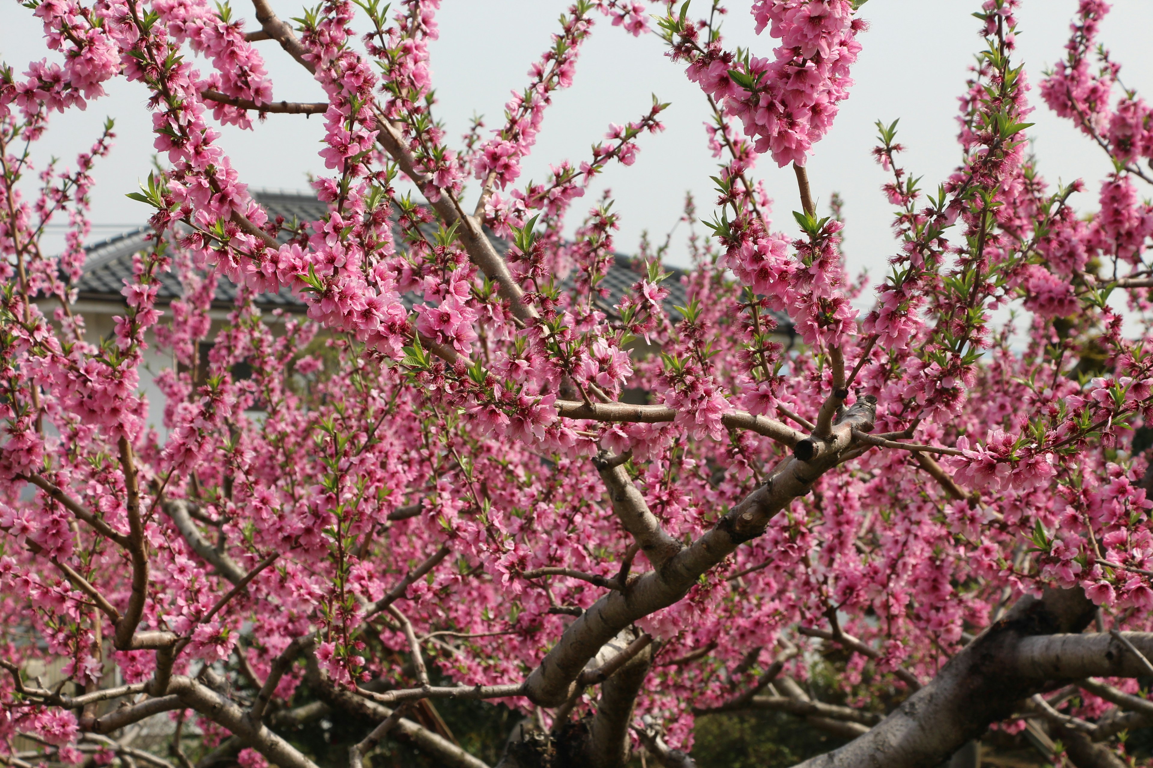 Rami di un pesco in fiore coperti di fiori rosa