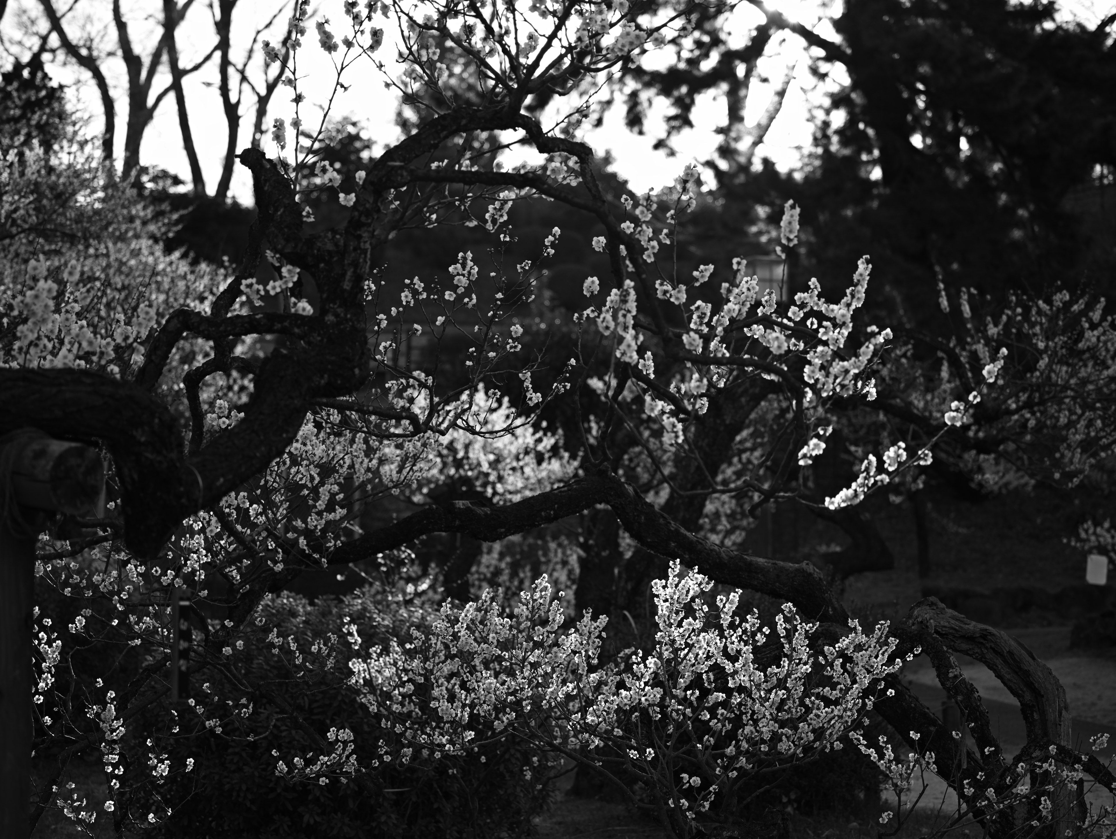 Photo en noir et blanc de branches fleuries avec des fleurs blanches