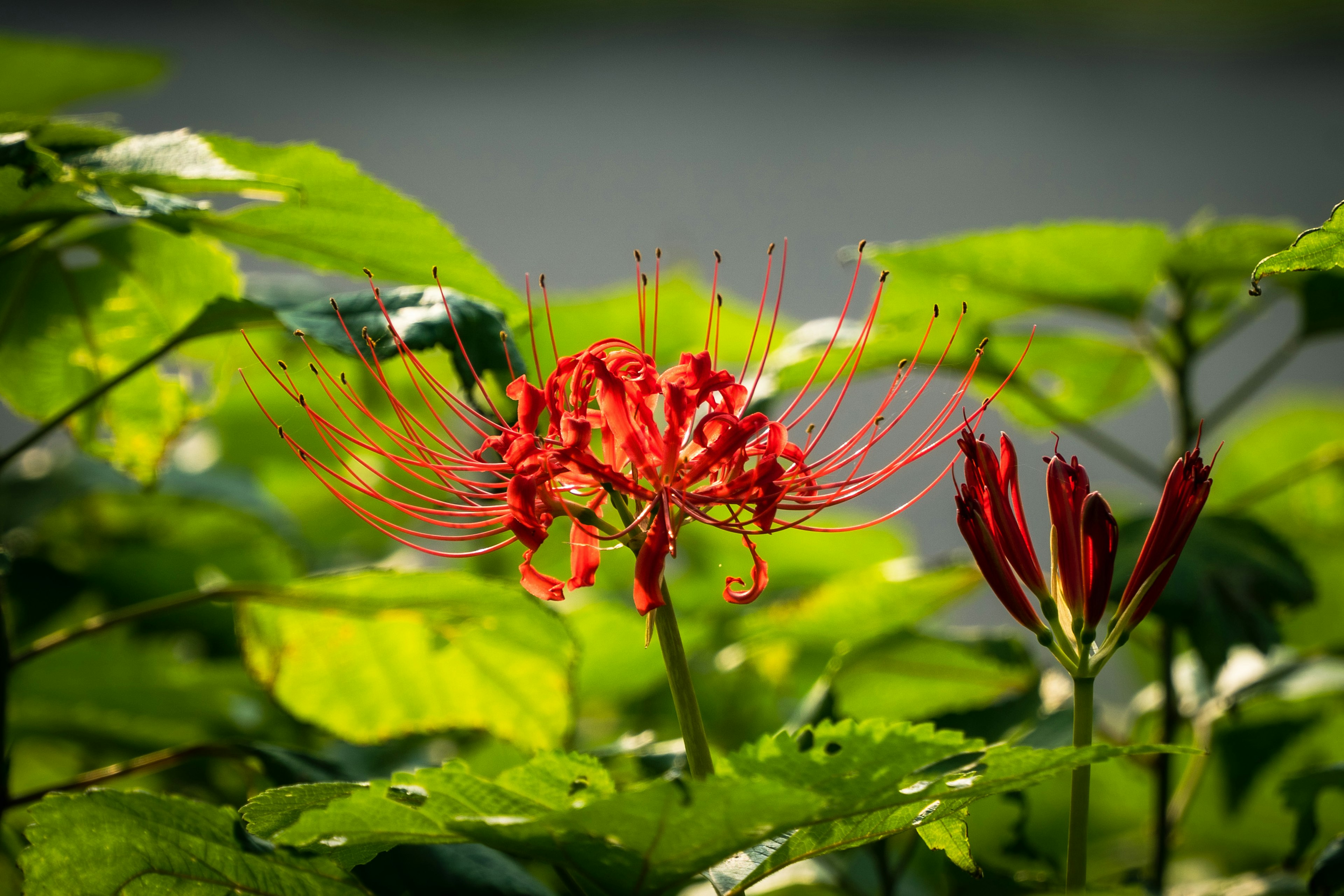 特写的鲜艳红花，长雄蕊，周围是绿色叶子