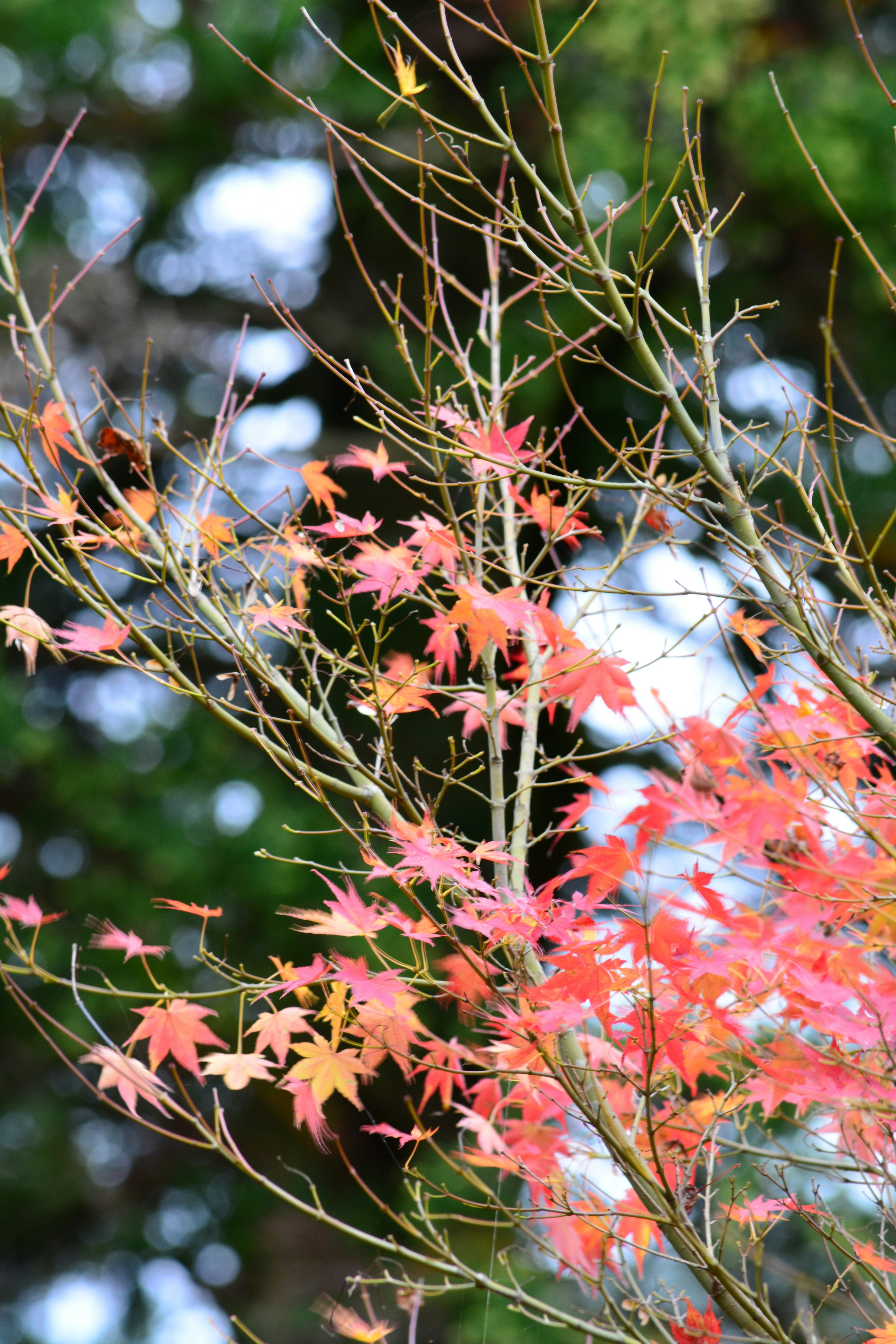 Branches of a maple tree with vibrant red leaves