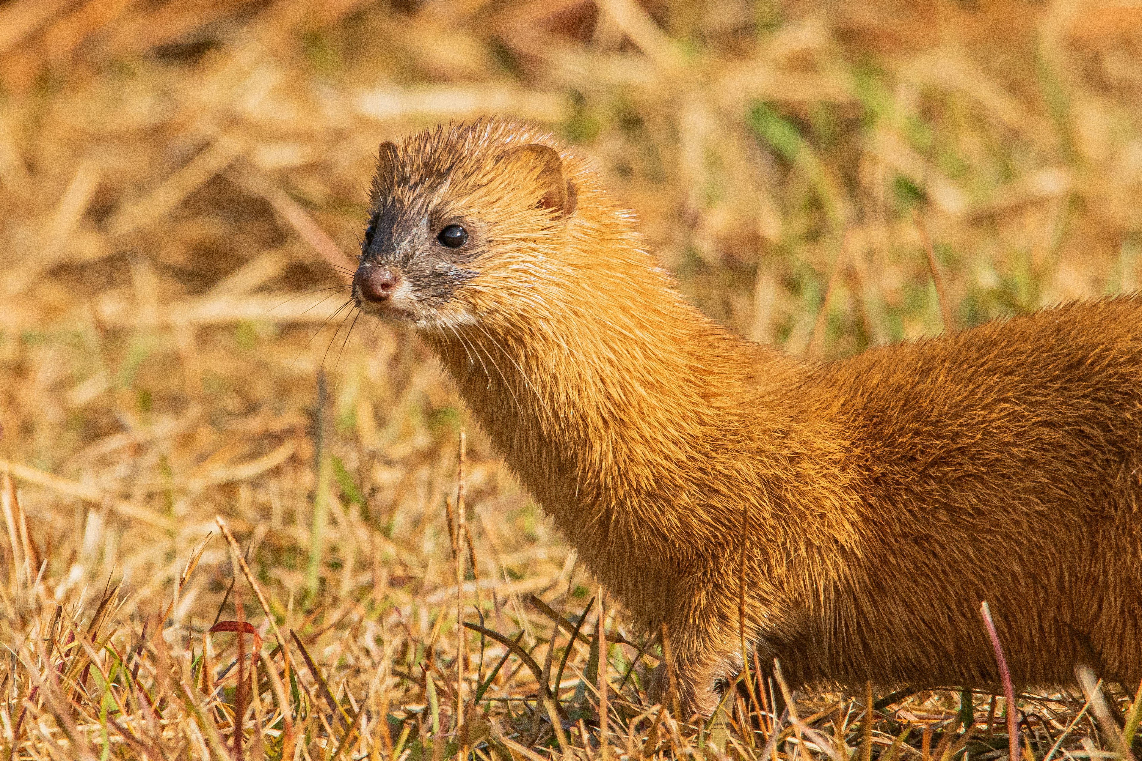 A yellow-furred mongoose facing sideways in a grassy field