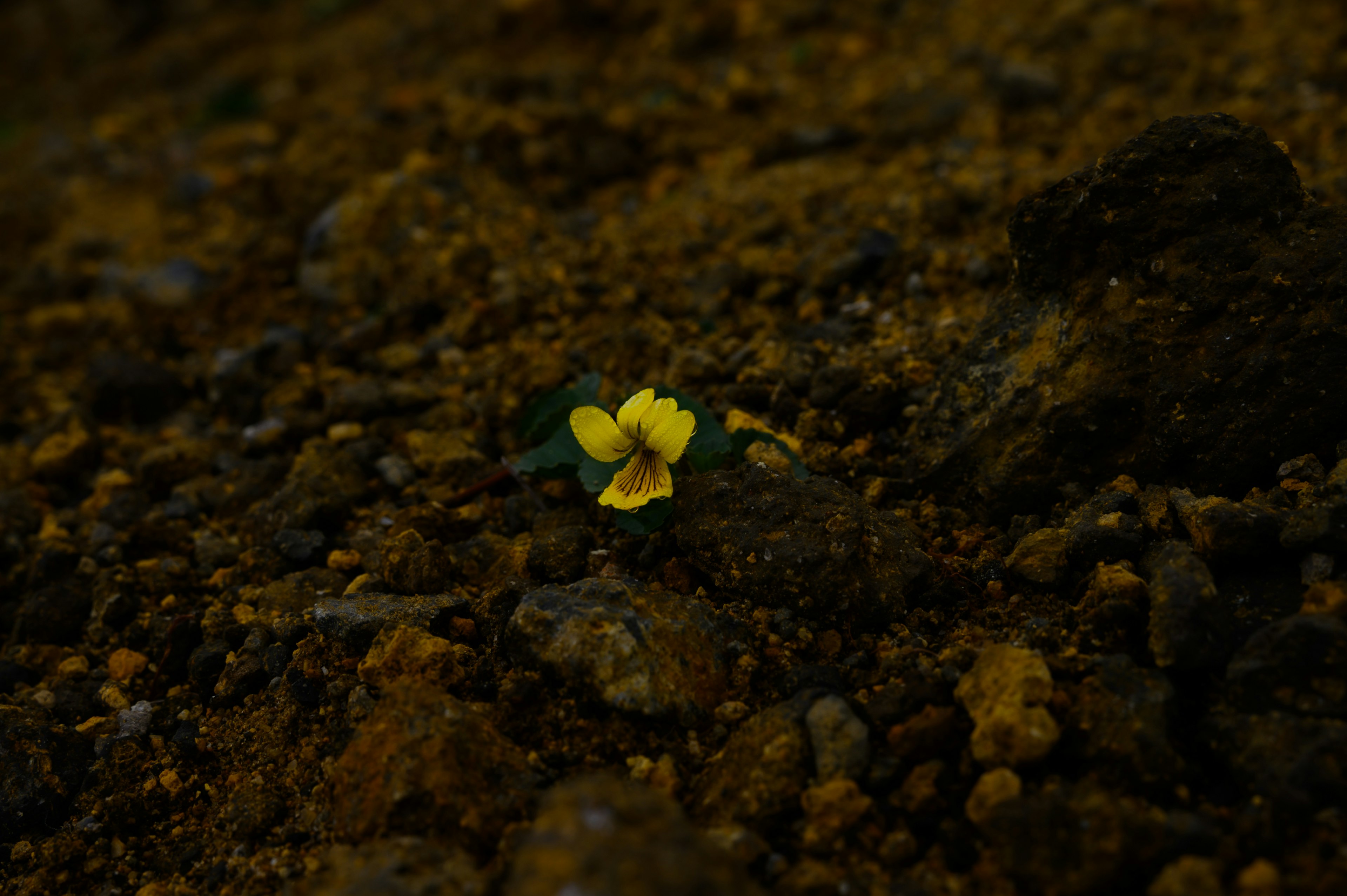 Una pequeña flor amarilla floreciendo entre la tierra