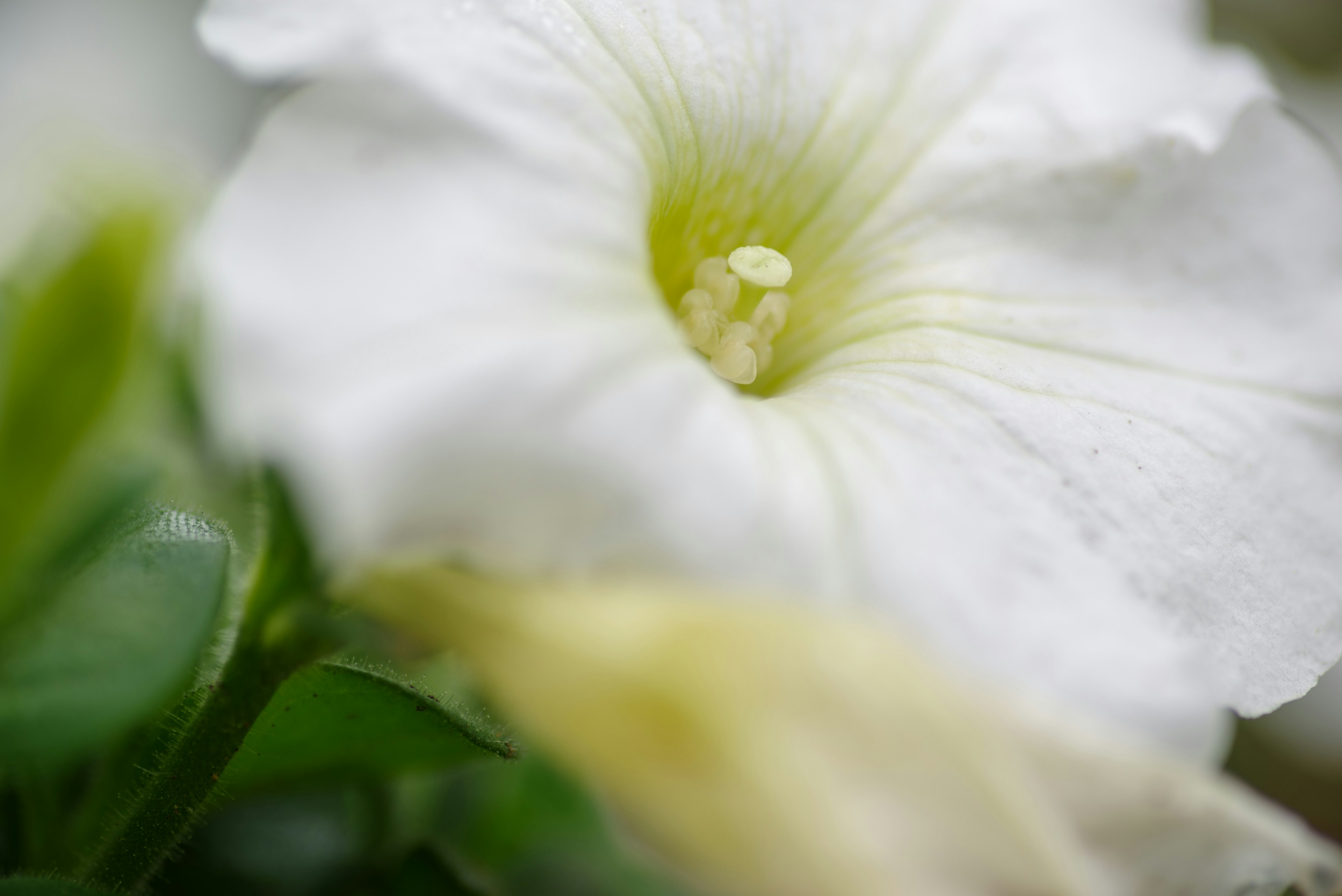 Primo piano di un fiore bianco con sfondo verde