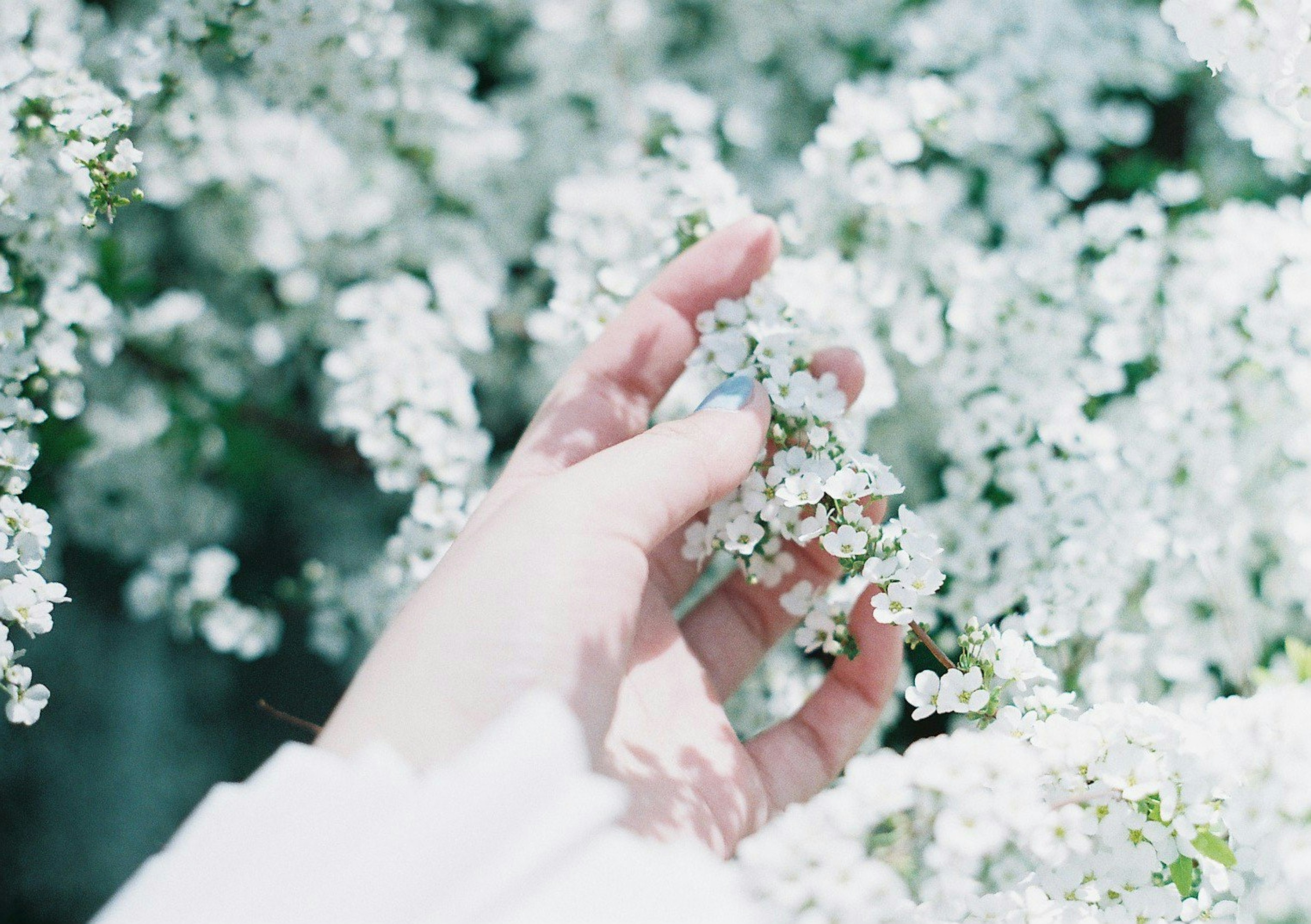 Gros plan d'une main touchant des fleurs blanches