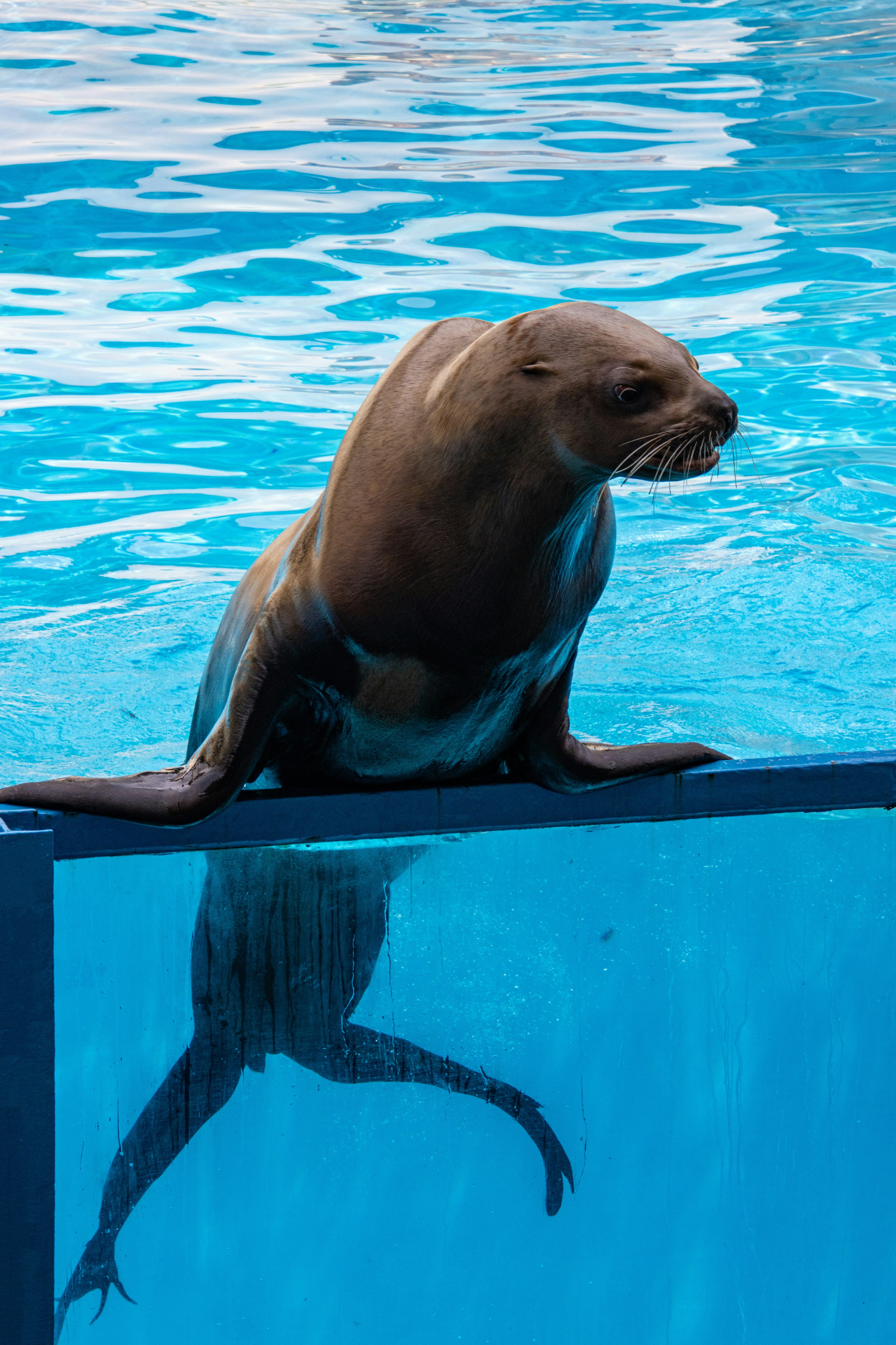 Un phoque reposant ses nageoires avant sur le bord d'une piscine