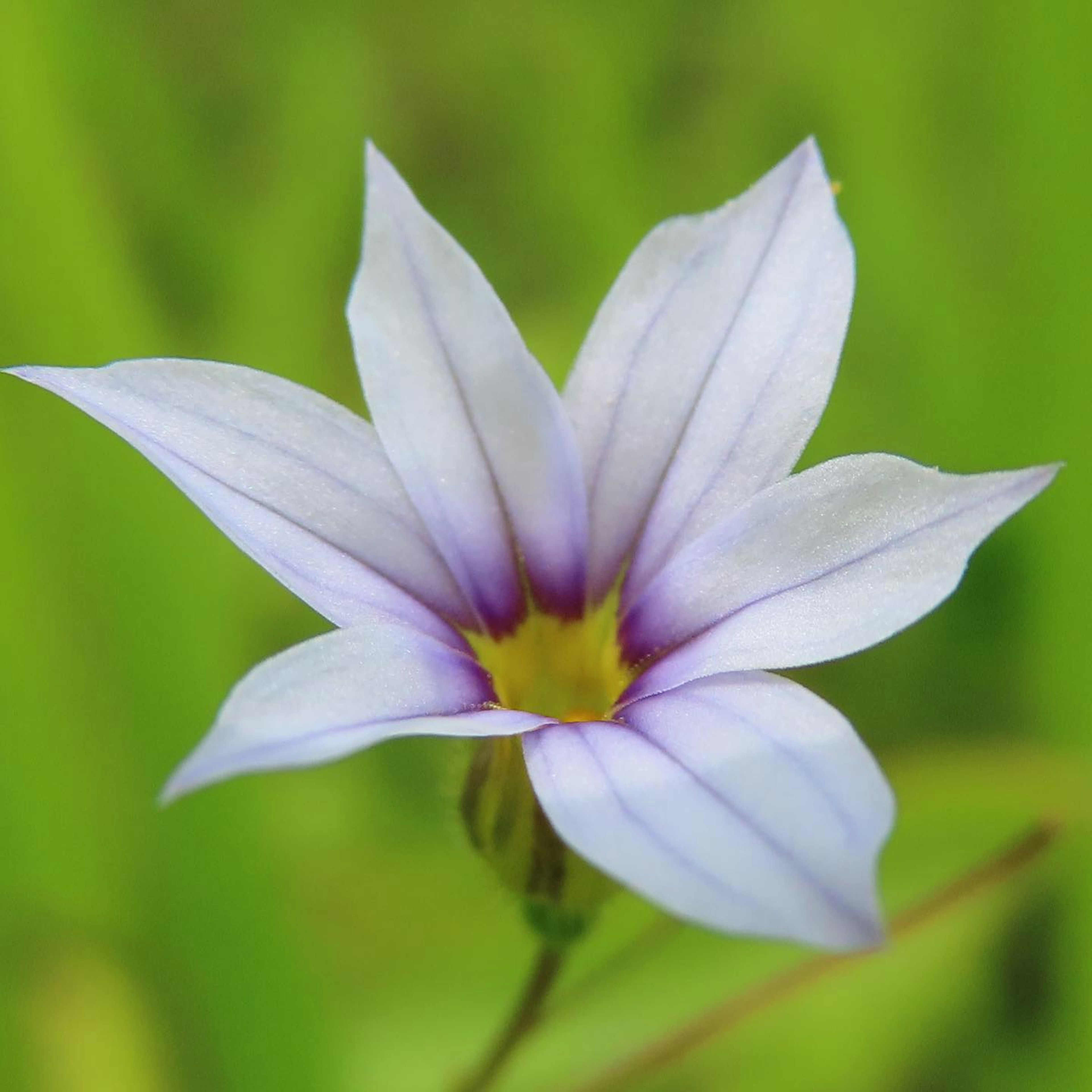 Eine blassblaue Blume mit lila Rändern blüht vor einem grünen Hintergrund