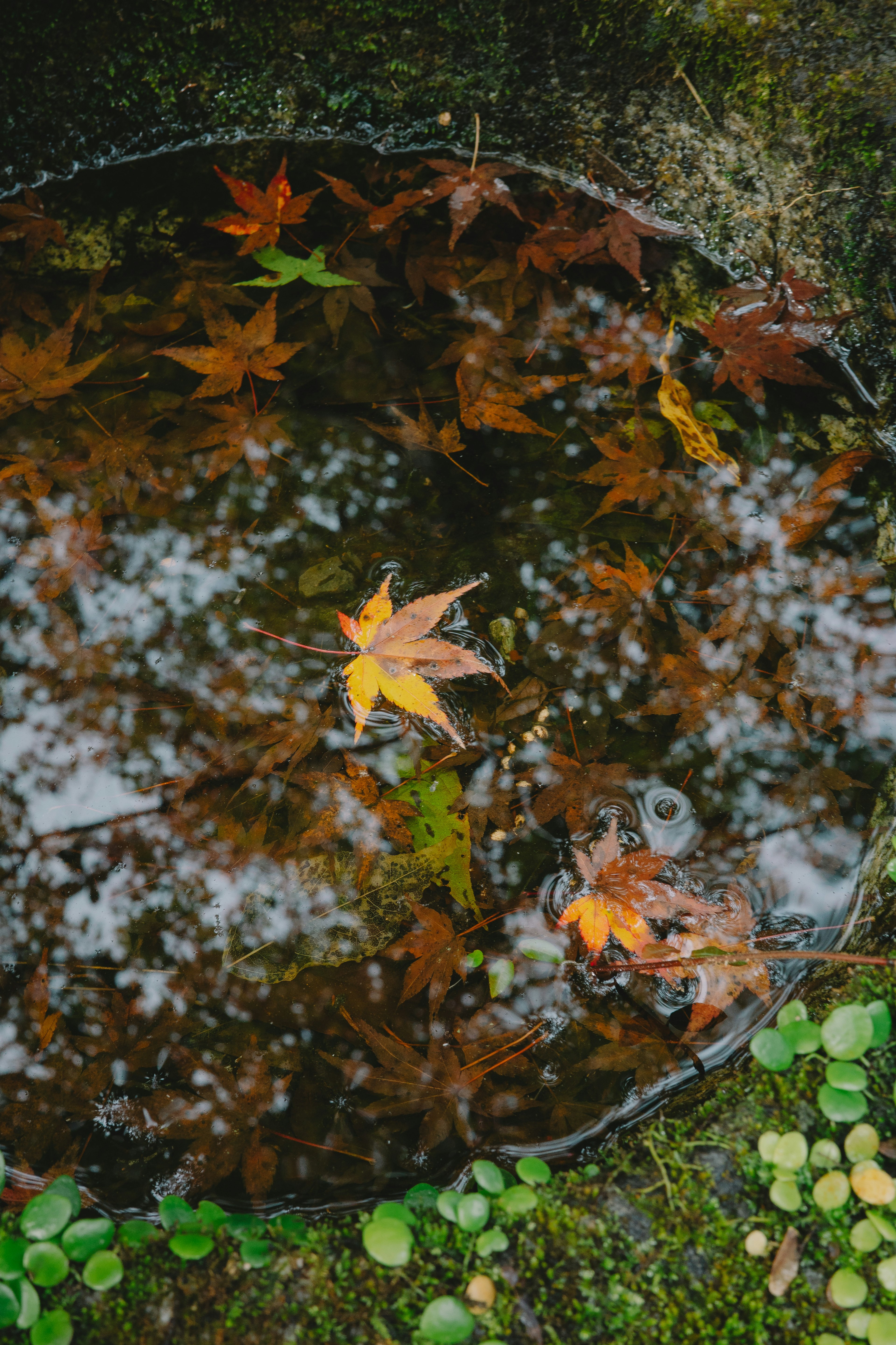 Teich mit herbstlichen Blättern, die auf der Oberfläche schwimmen und Reflexionen