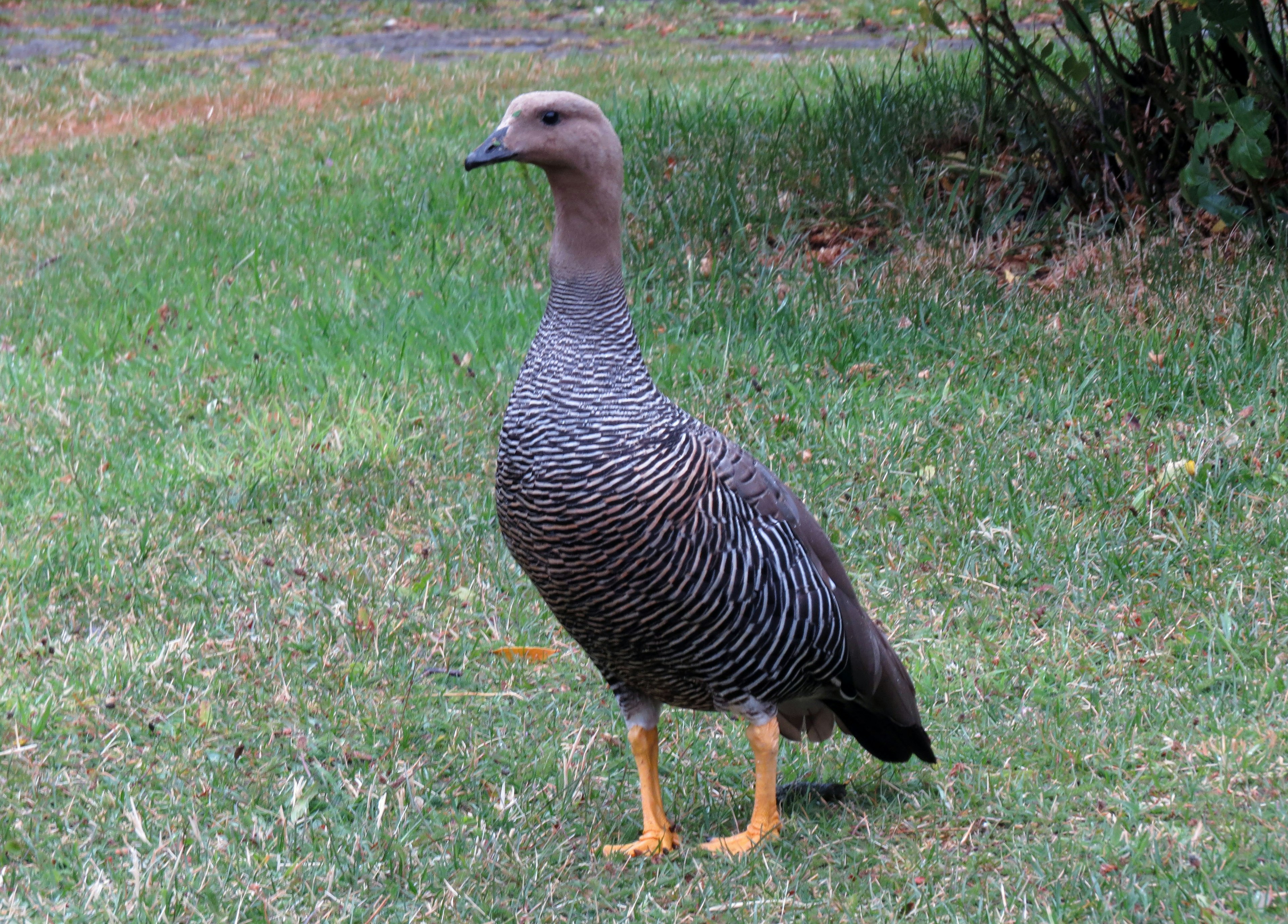 Seekor burung air bergaris berdiri di tanah dengan latar belakang rumput hijau dan tanaman