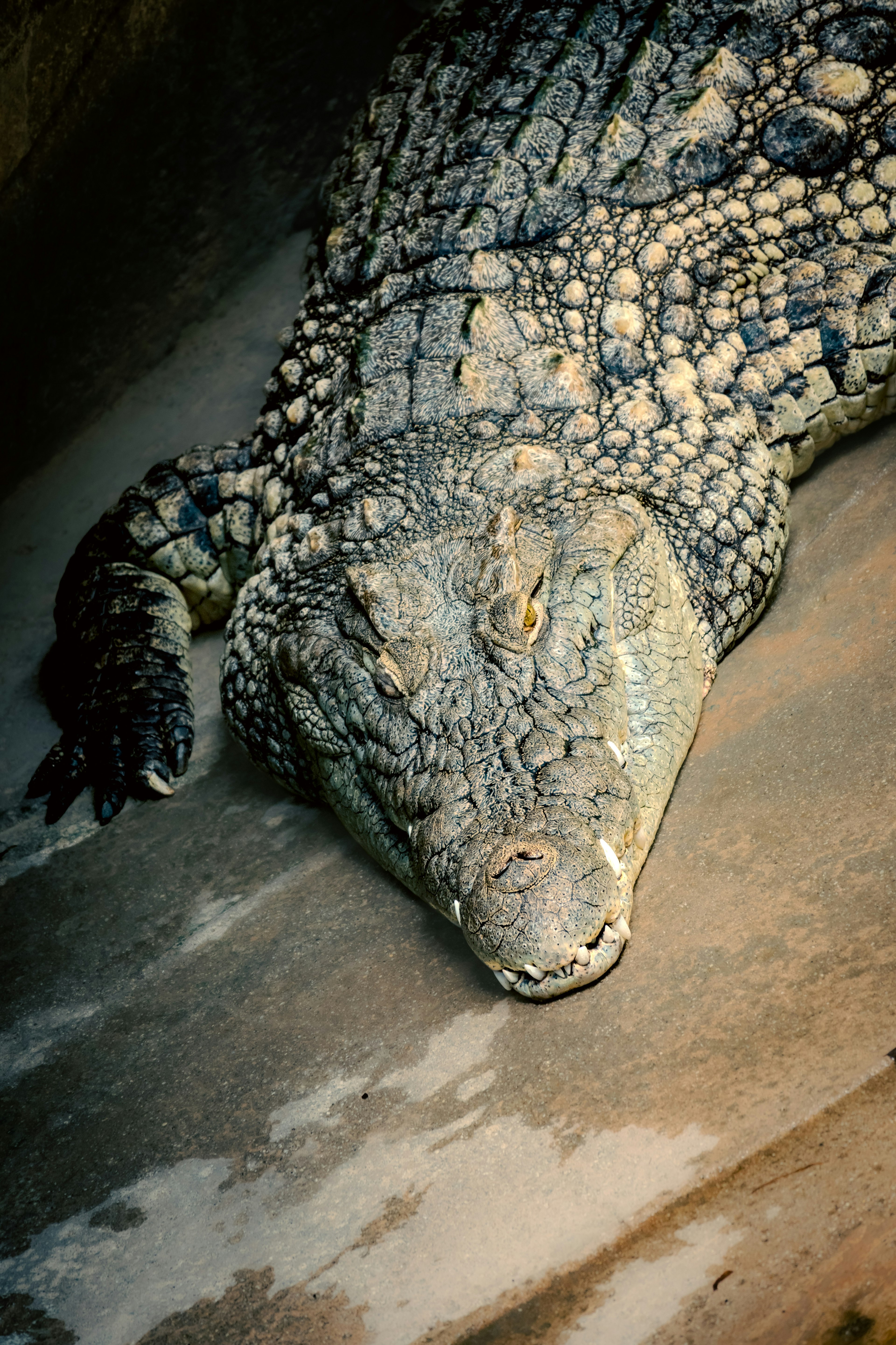 A large crocodile resting on a sandy surface