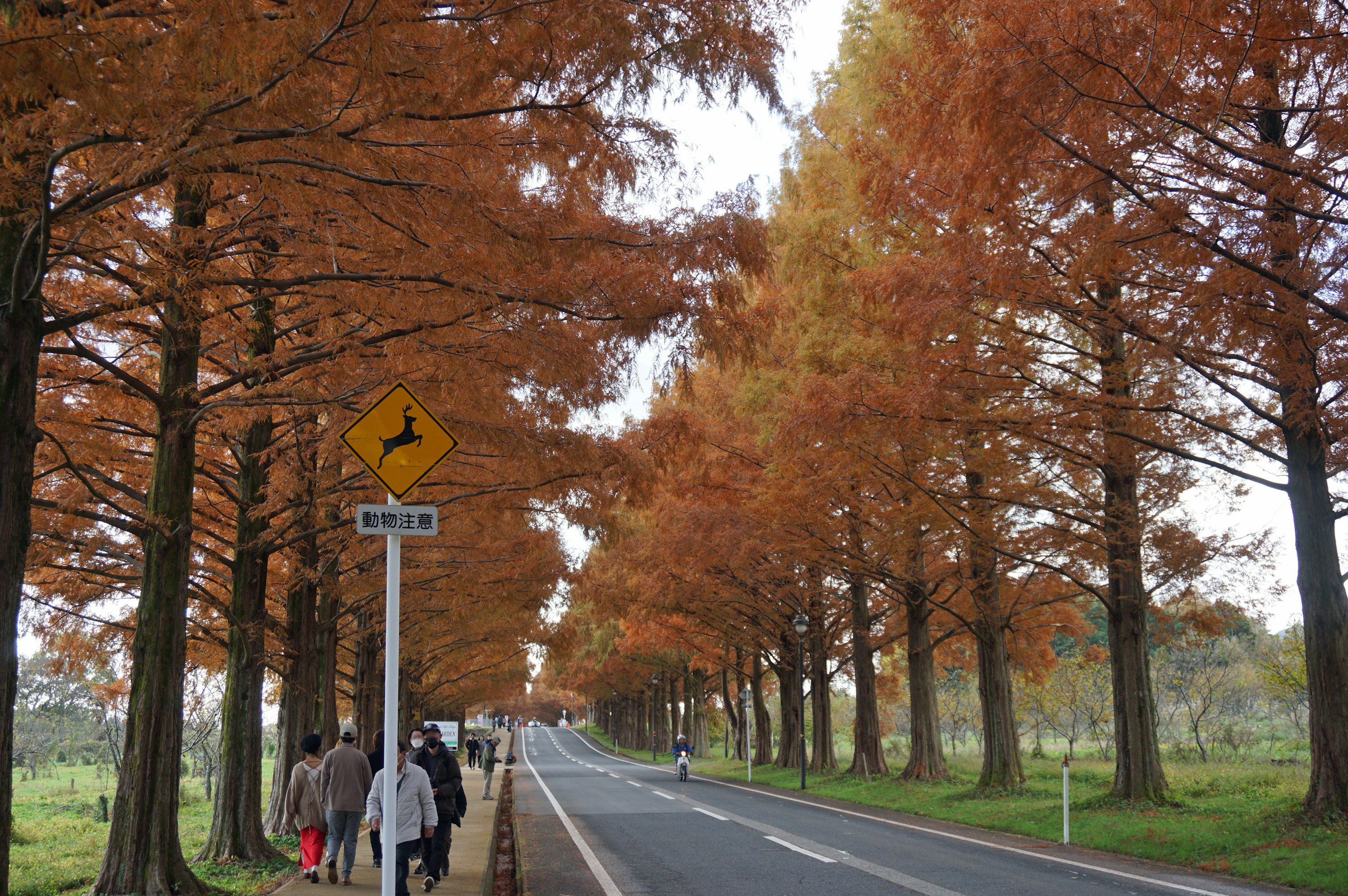 人们在一条橙色树木成行的道路上散步