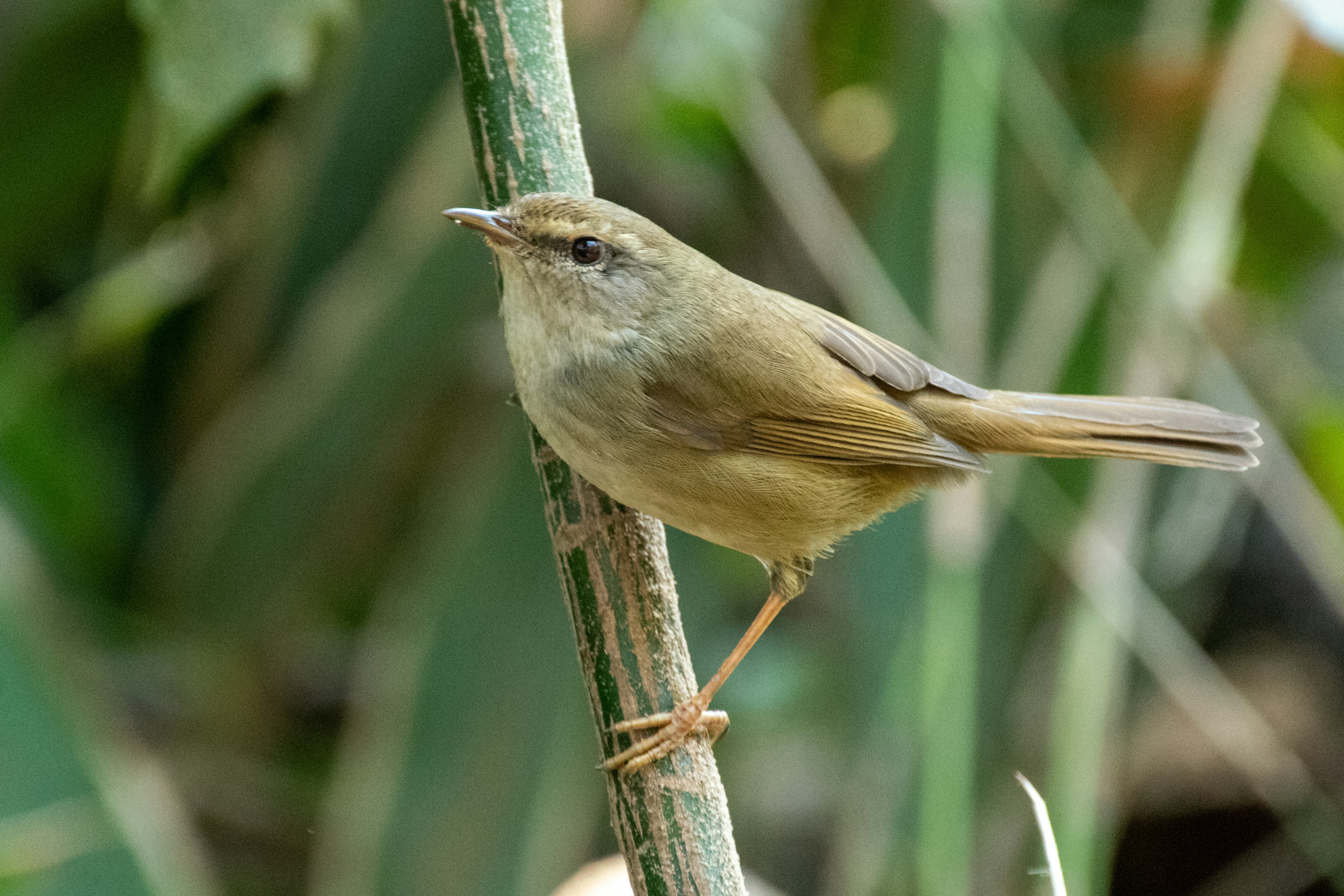 Piccolo uccello marrone appollaiato su uno stelo con sfondo verde