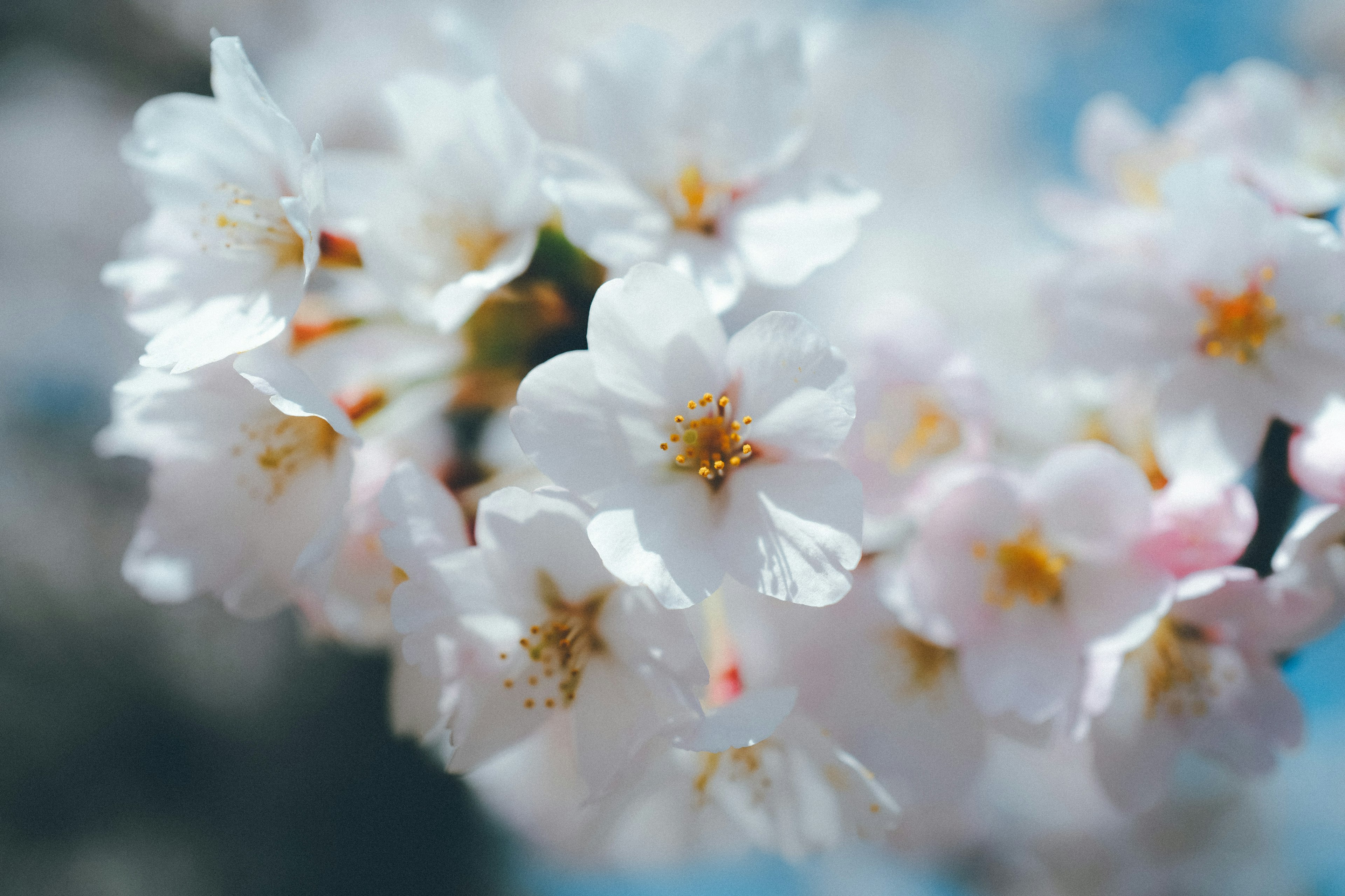 Nahaufnahme von blühenden Kirschblüten