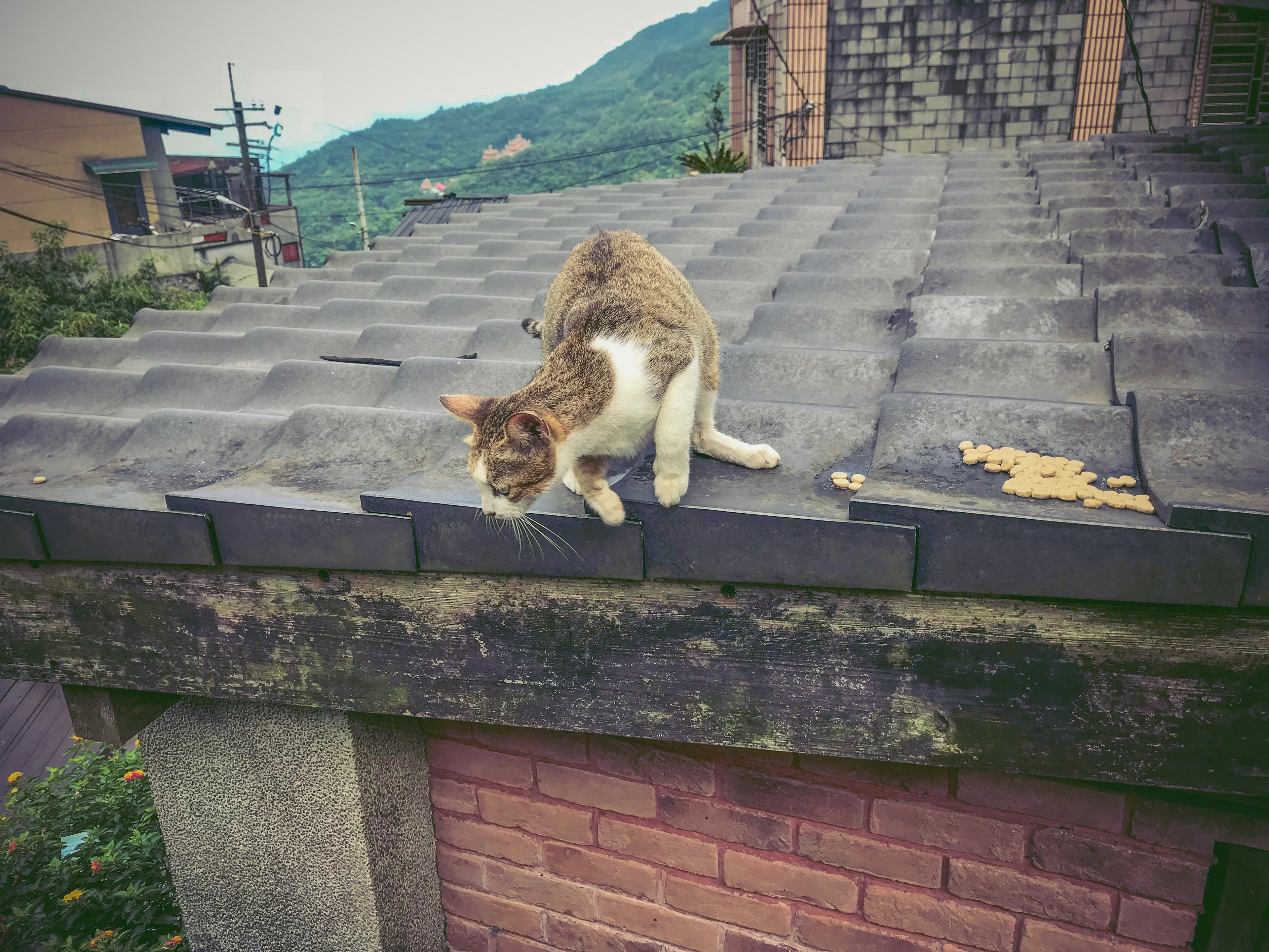 Gato marrón y blanco caminando sobre un techo