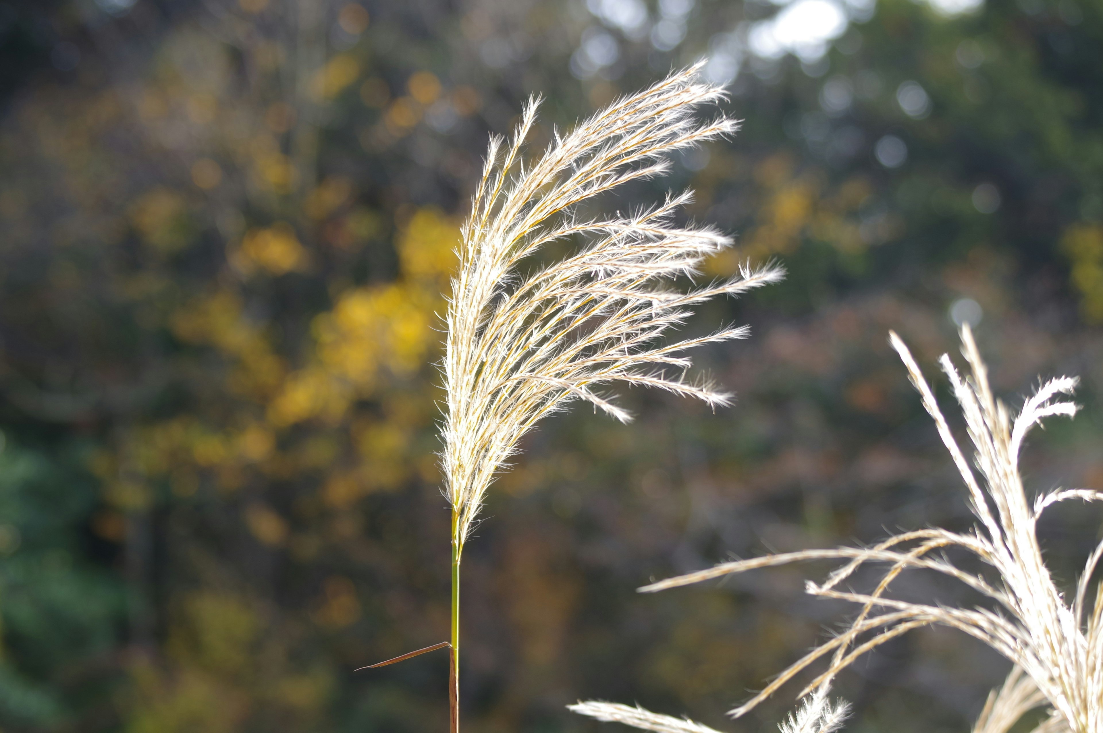 Herbe de la pampa se balançant dans le vent avec des couleurs automnales en arrière-plan