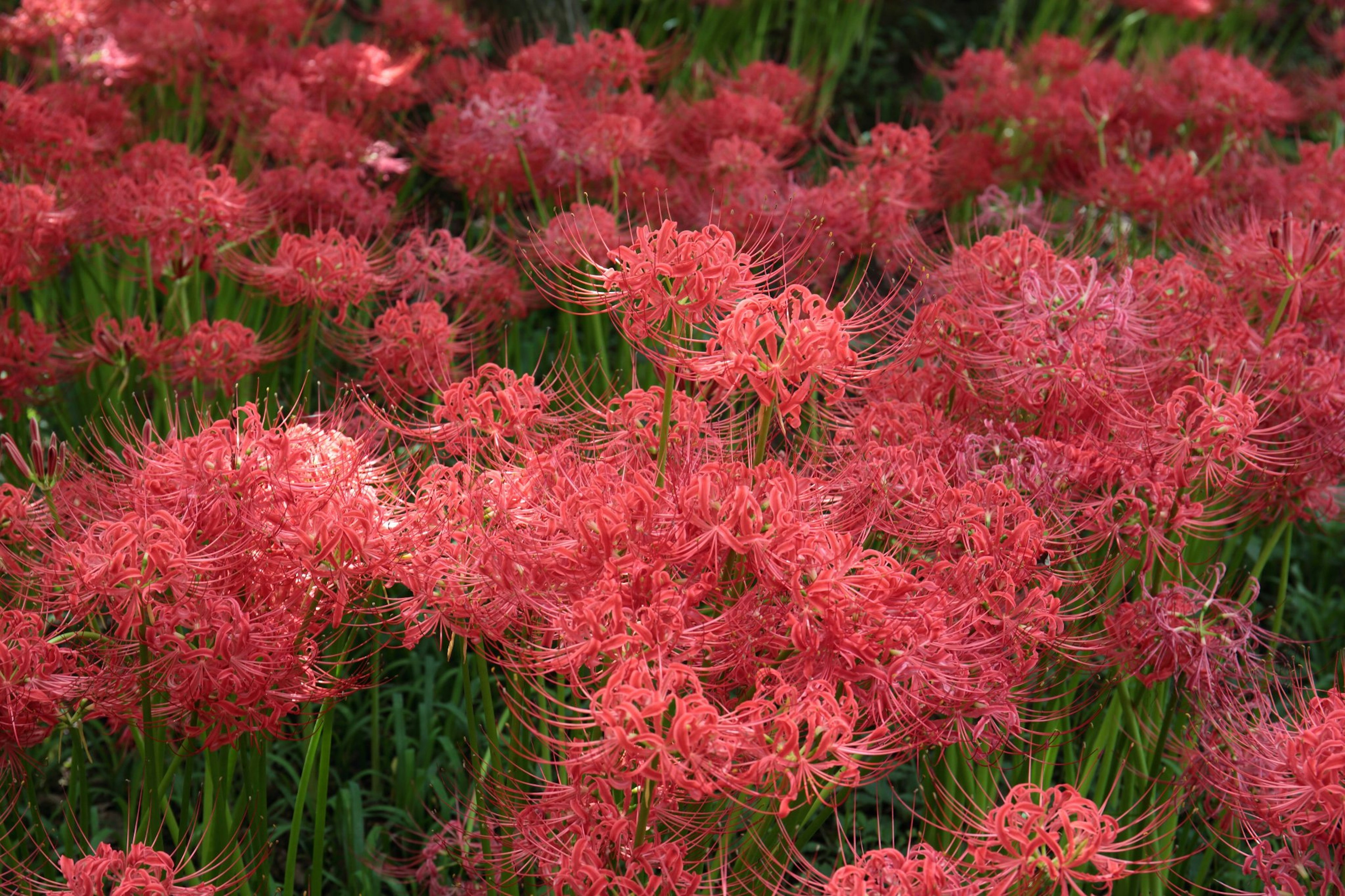 A beautiful landscape of clustered red spider lilies