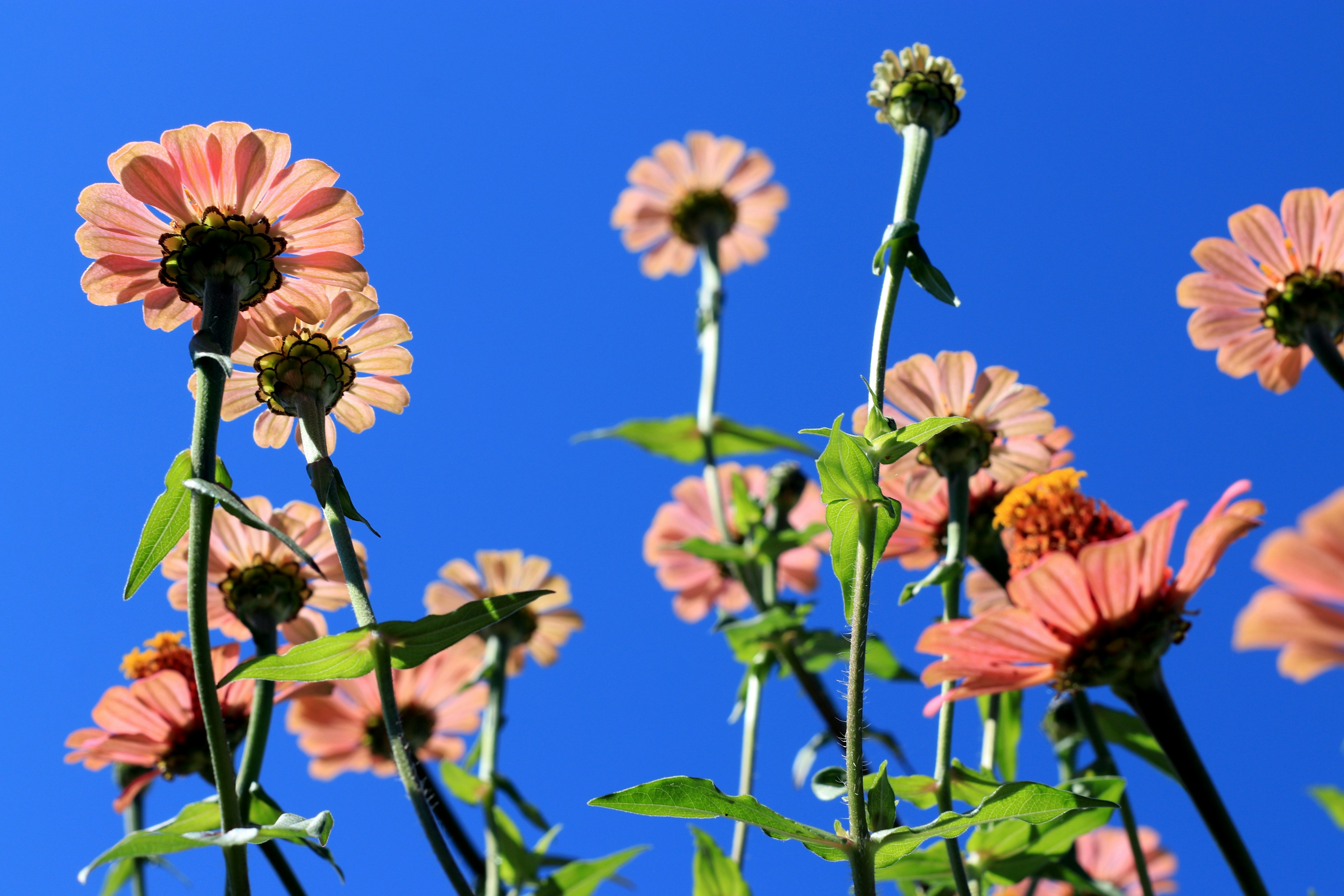 Grupo de flores rosas bajo un cielo azul