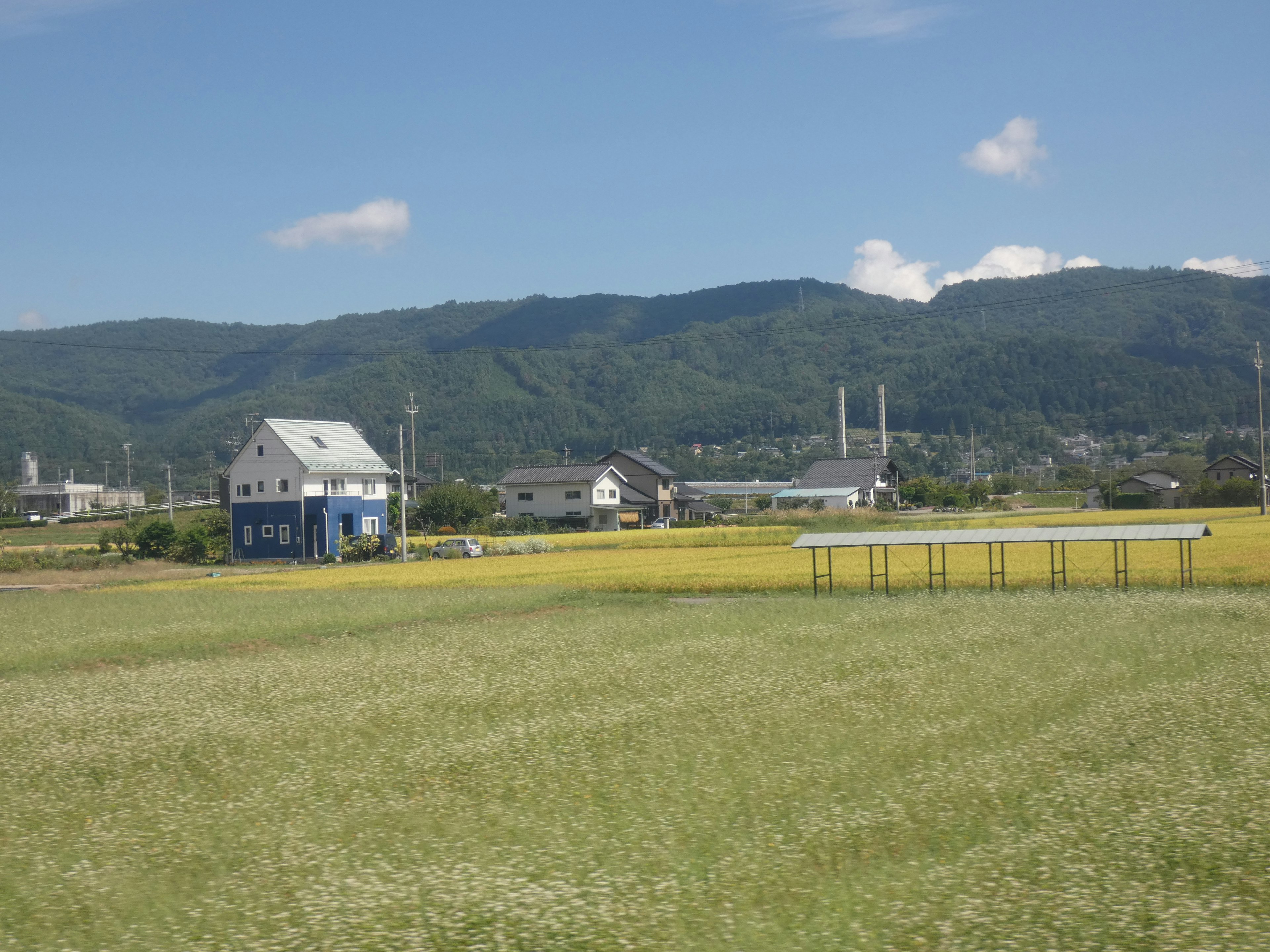 風景中有一棟藍色房屋和一片黃色稻田