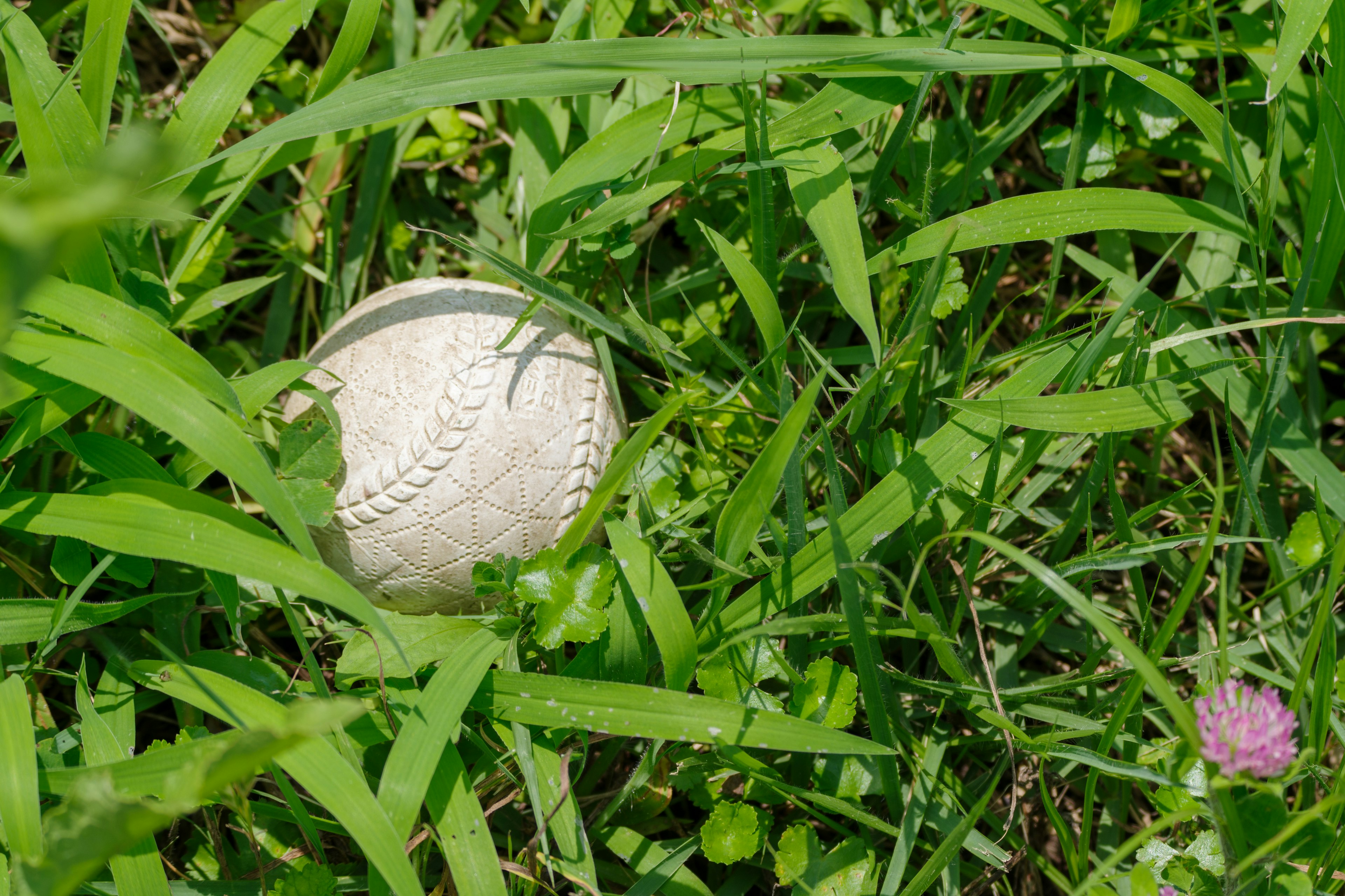 Una pelota de béisbol parcialmente oculta en la hierba verde con una pequeña flor cerca