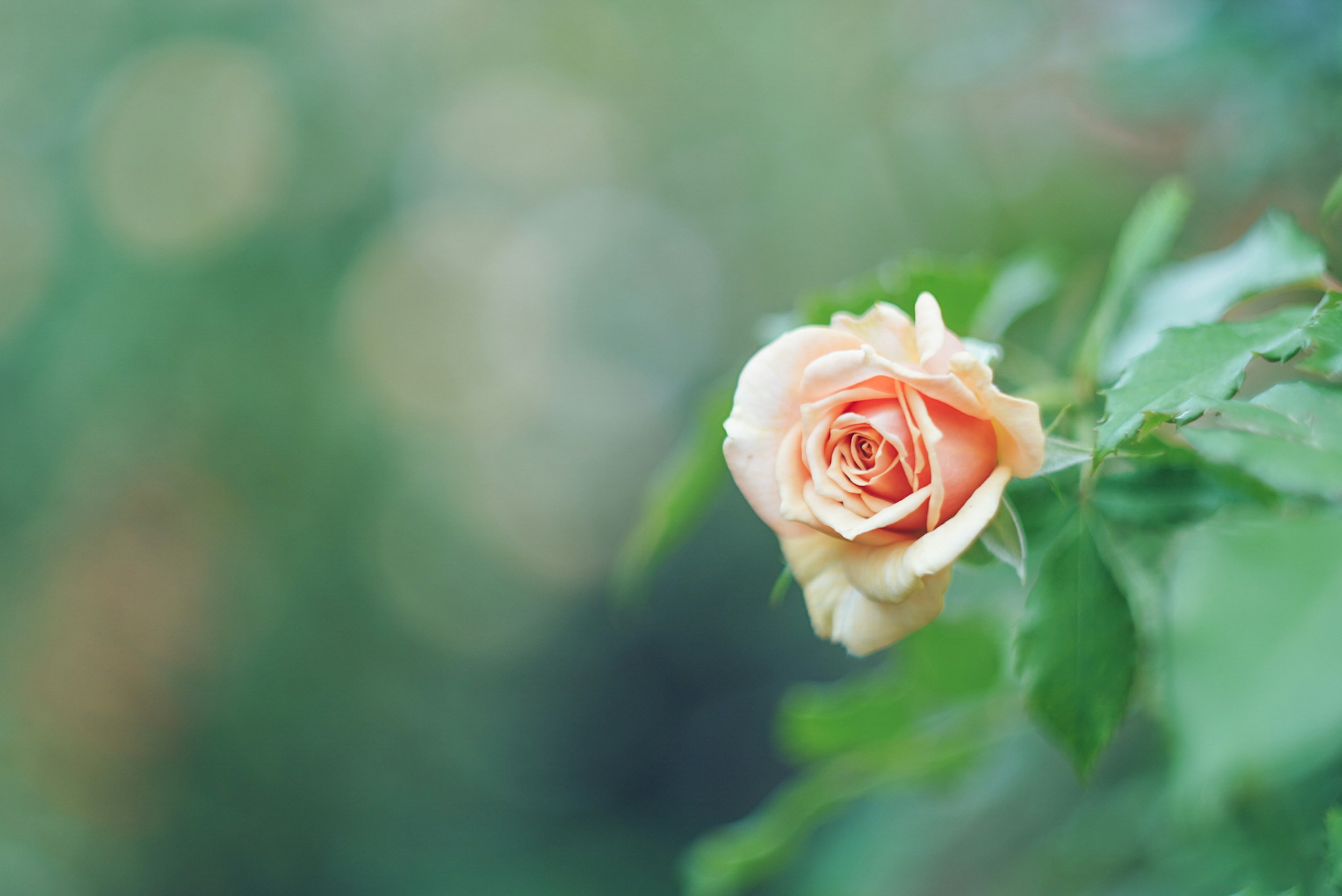 Flor de rosa melocotón delicada con hojas verdes exuberantes y fondo difuminado suave