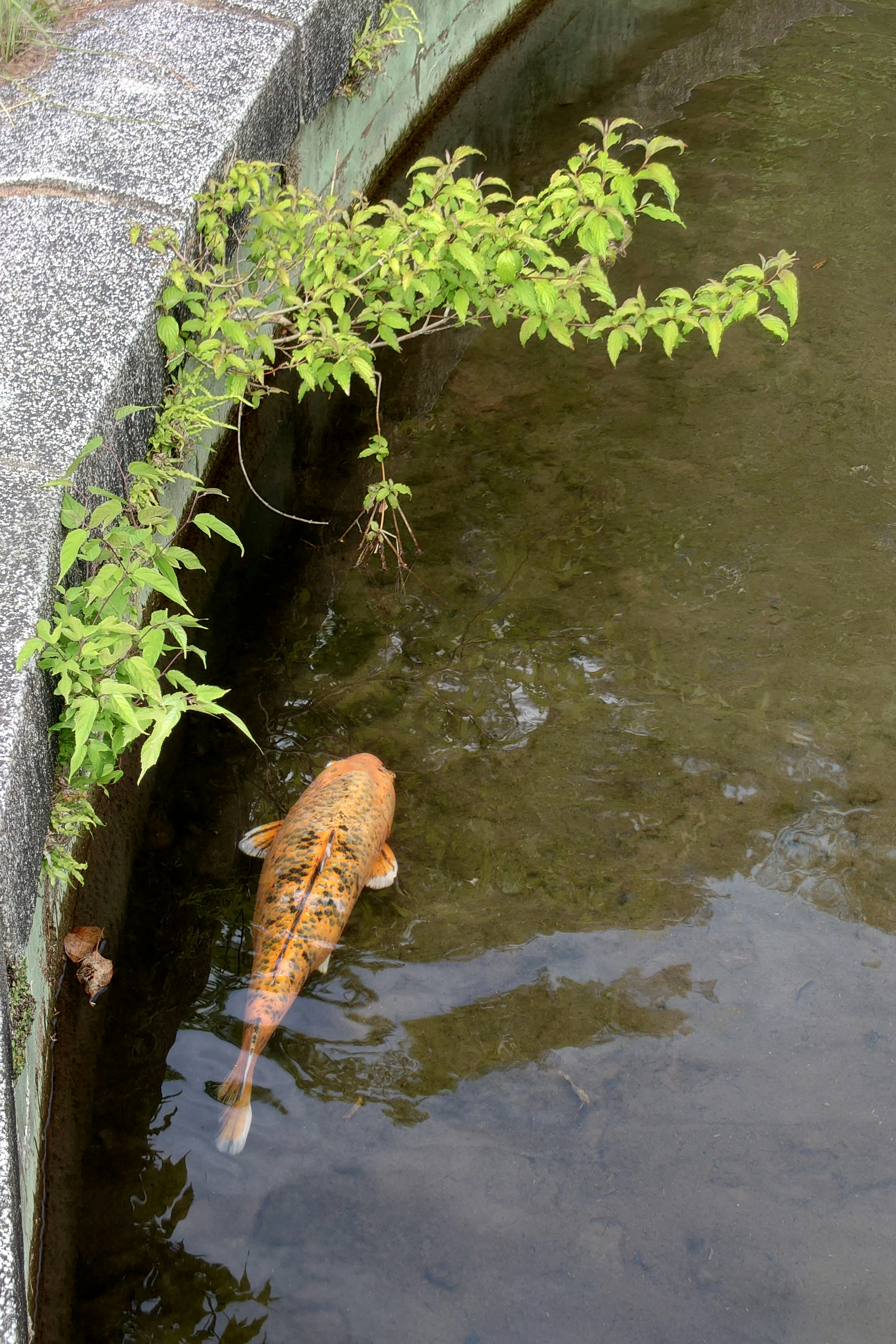 Koi arancione che nuota nell'acqua di uno stagno circondato da piante verdi