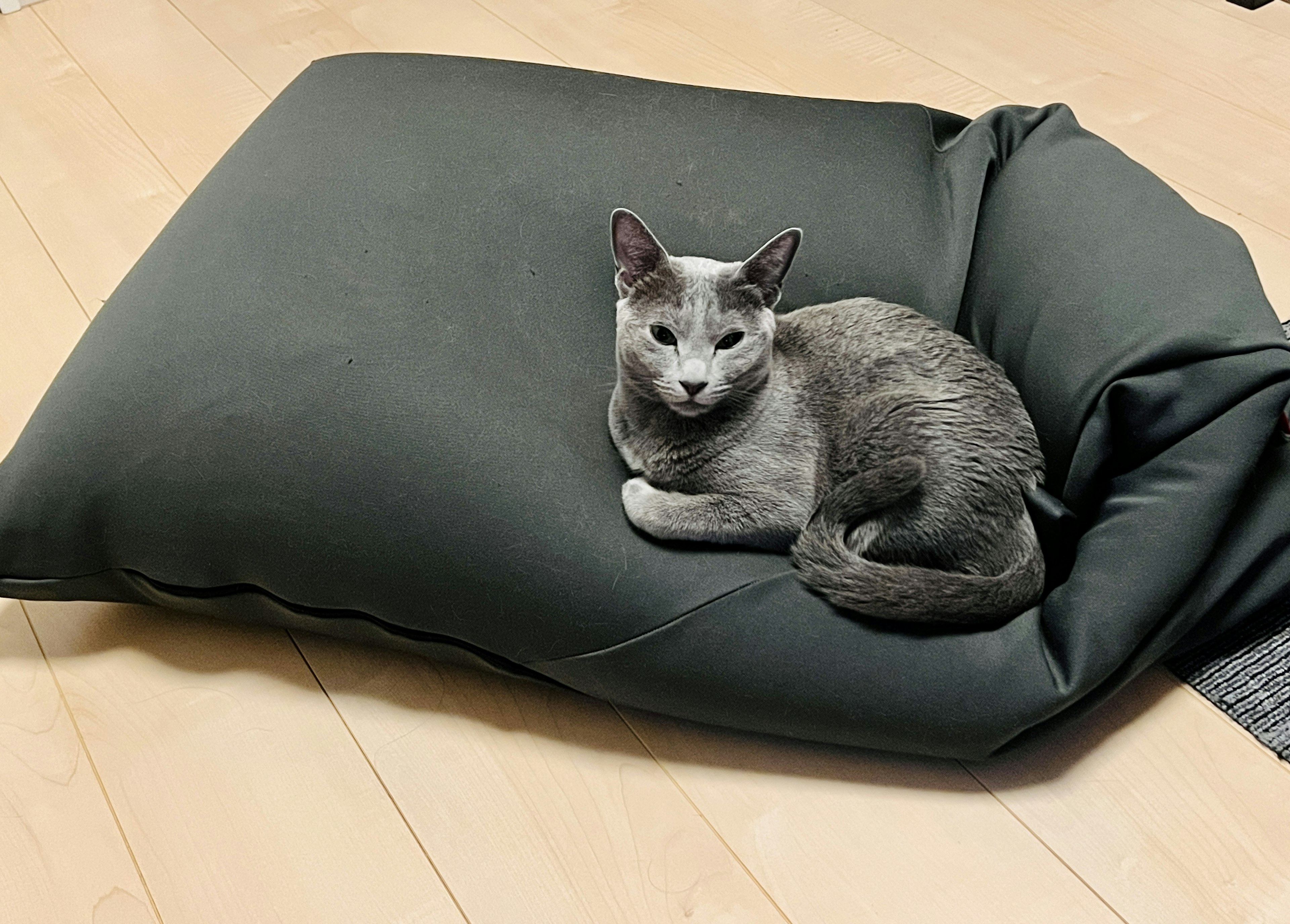 灰色の猫が黒いクッションの上でくつろいでいる