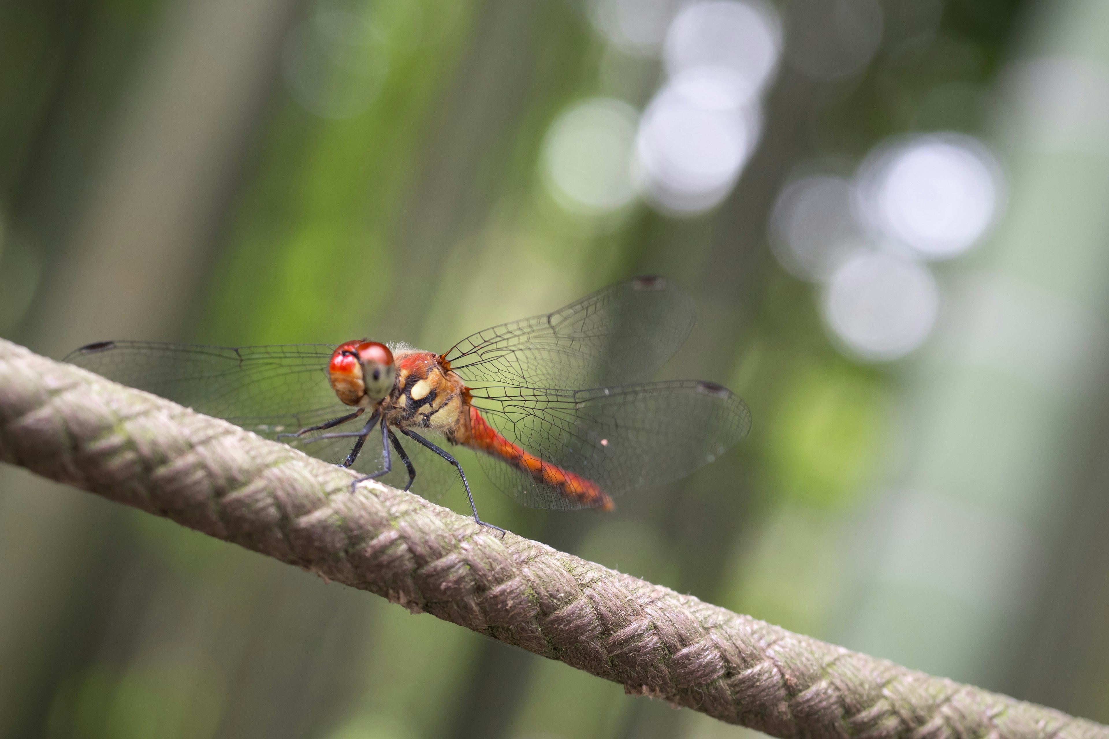 Eine rote Libelle, die auf einem Seil sitzt