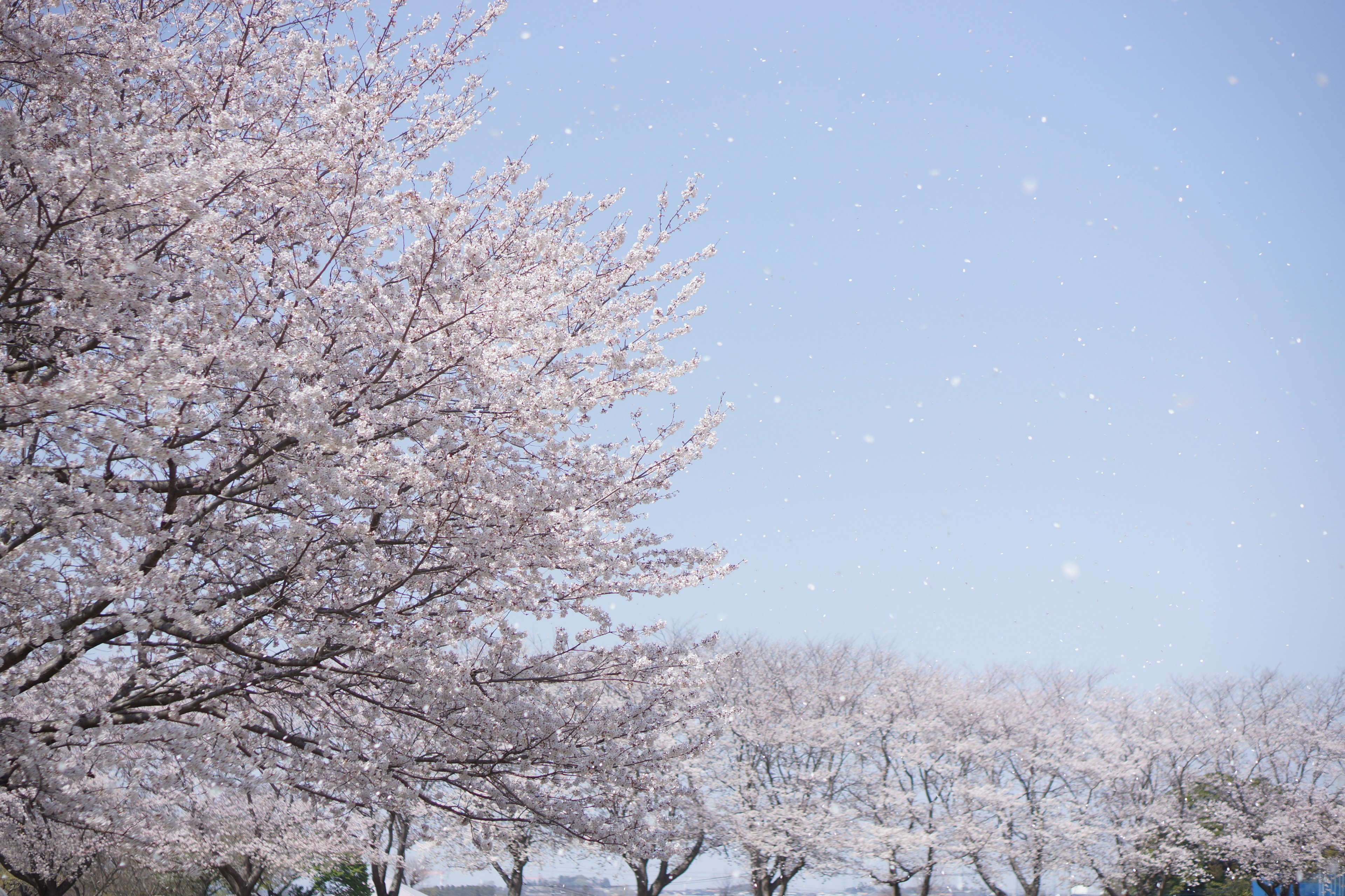 A landscape of cherry blossom trees under a blue sky