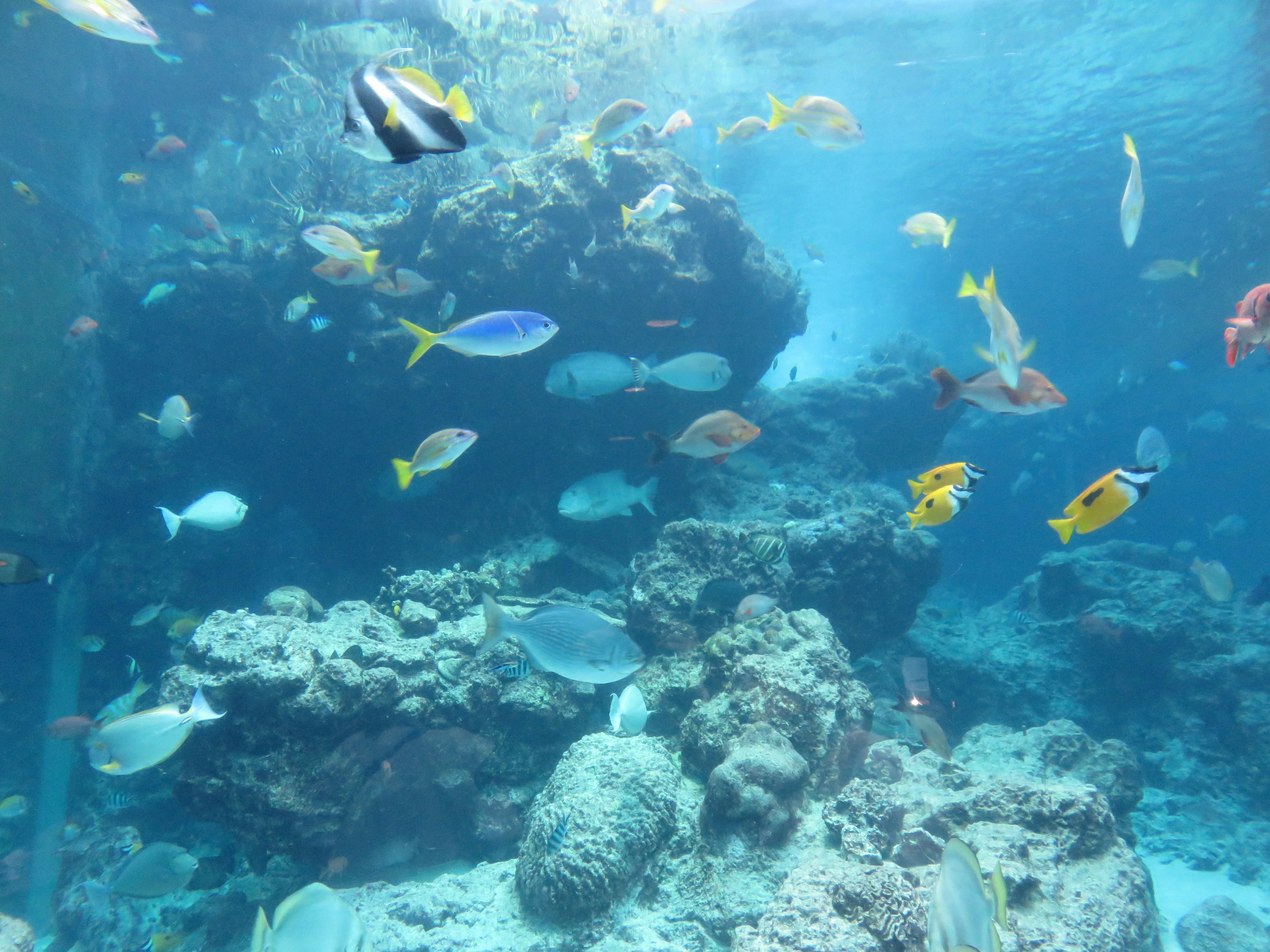 Underwater scene with colorful fish swimming around coral reefs in blue water