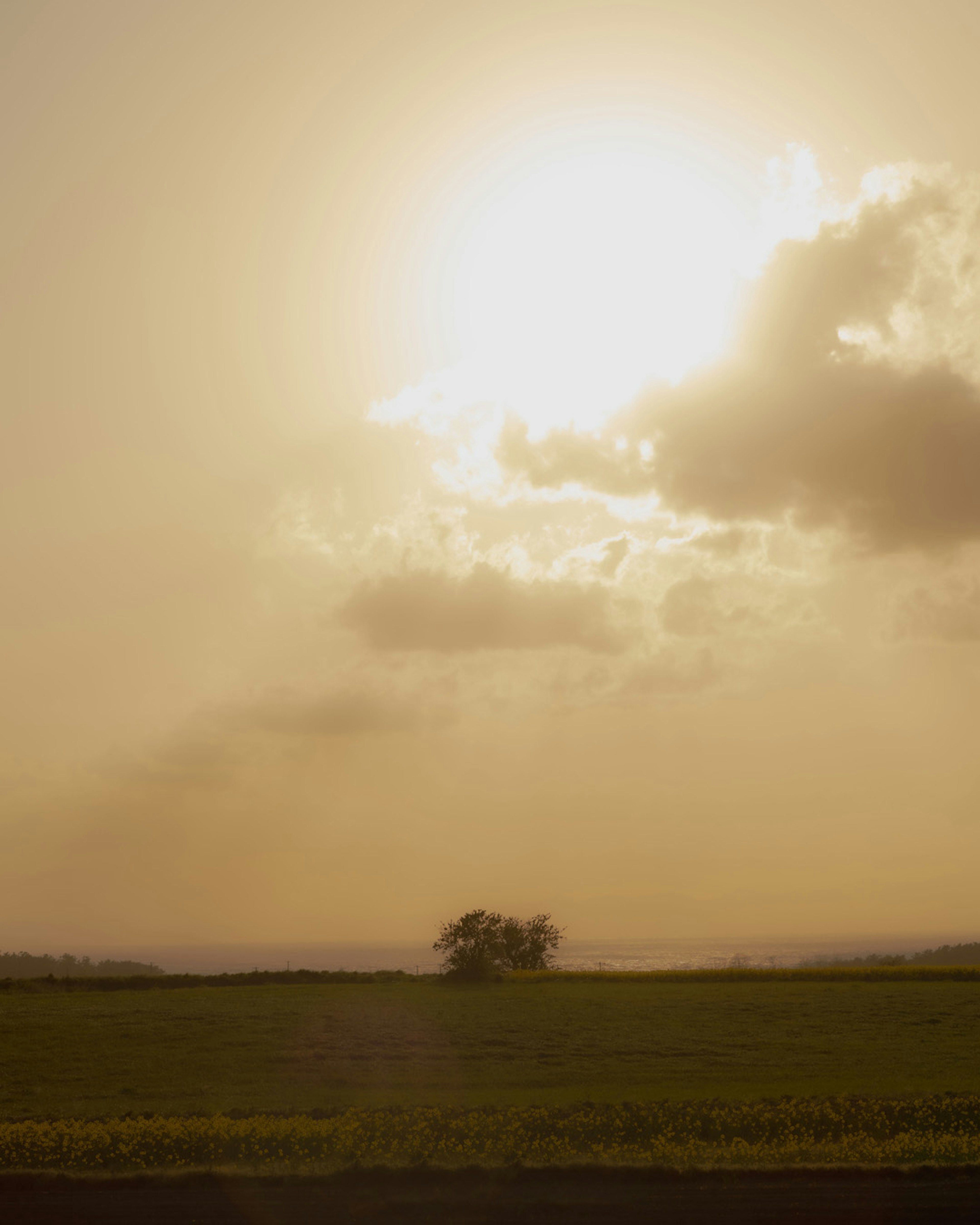 Weite Wiese, die vom Sonnenuntergang mit einem einsamen Baum beleuchtet wird