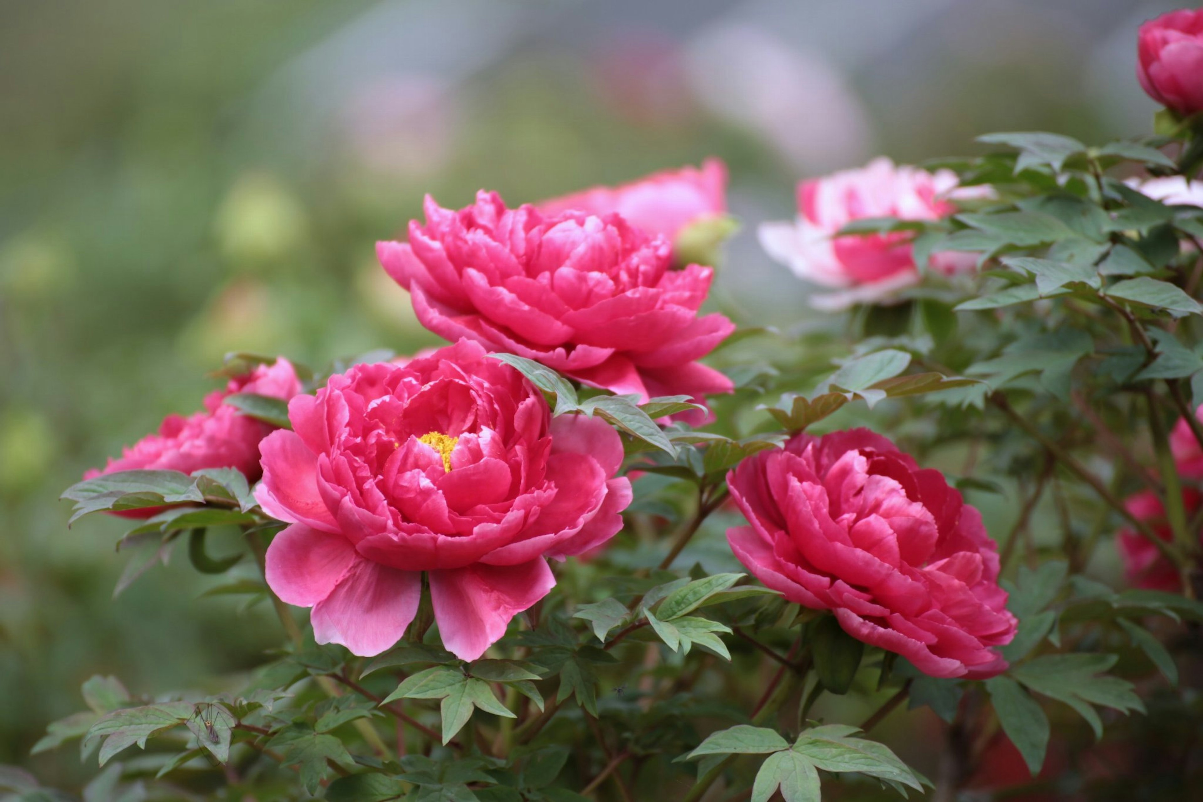 Bunga peony yang indah dengan kelopak merah muda mekar