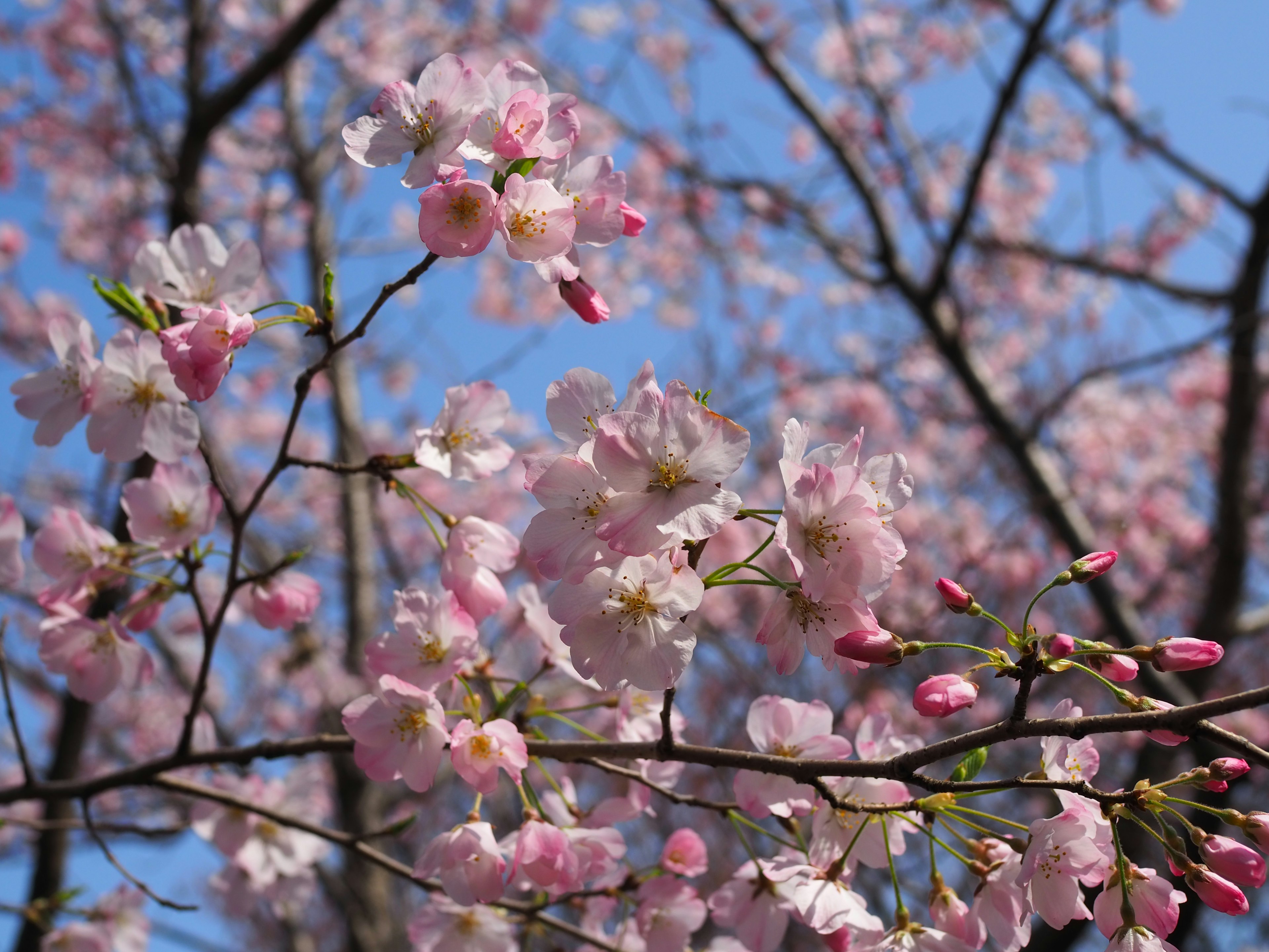 Primo piano di fiori di ciliegio e boccioli sotto un cielo blu